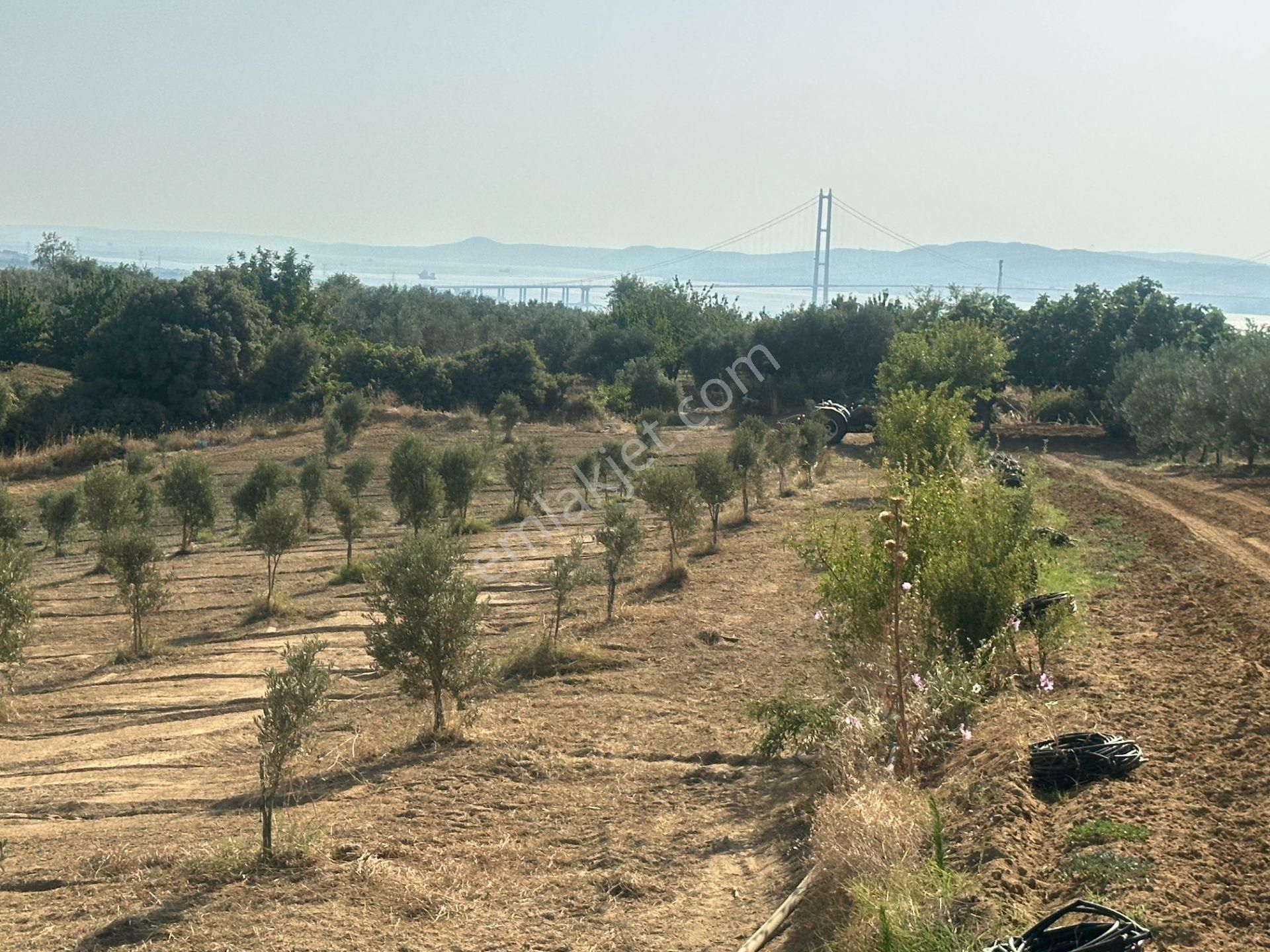 Sahibinden Satılık Boğaz Manzaralı Zeytin Bahçesi.
