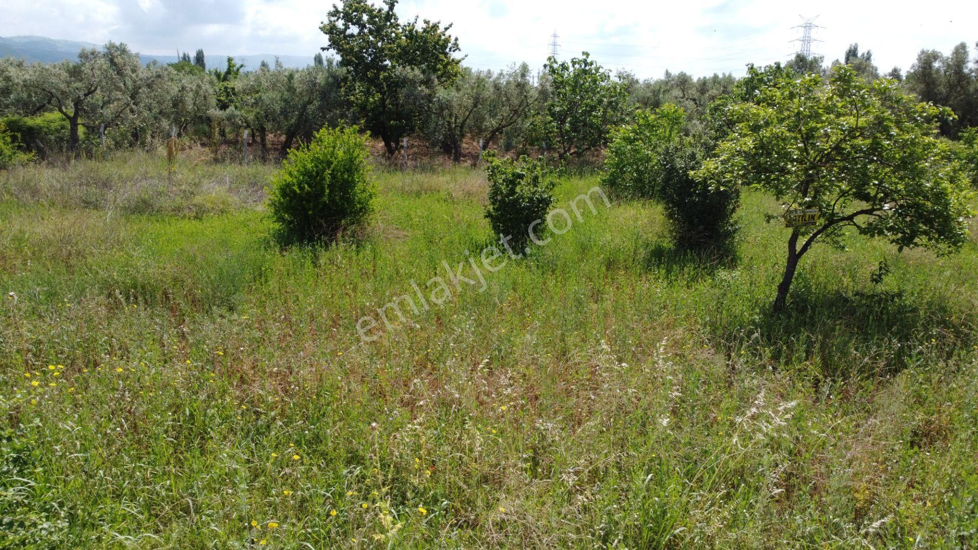 Yeniköy Altı Kuzuluk Mevkinde Hobi Bahçesine Uygun 750 M² Tarla - Görsel 27