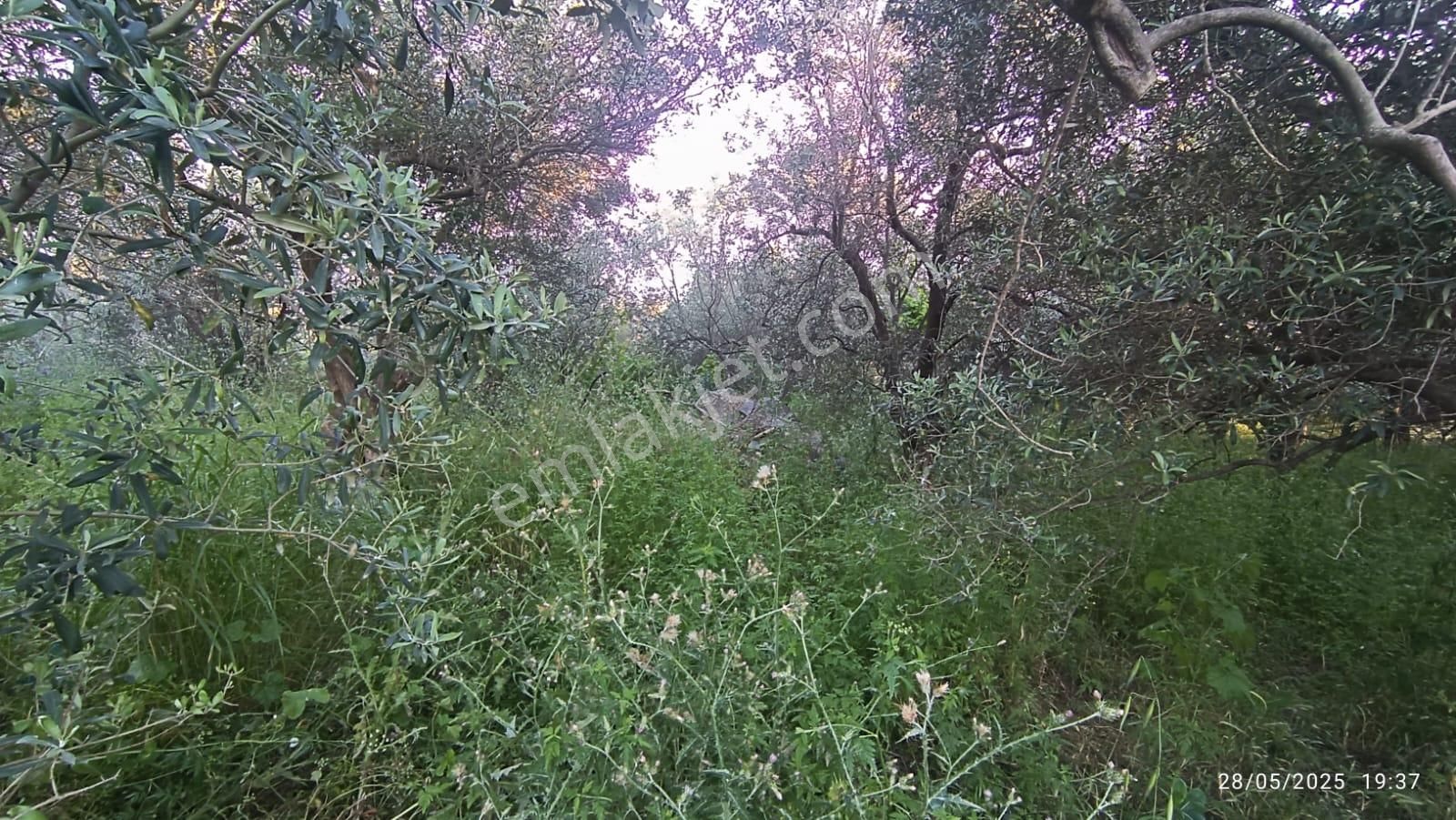 Balıkesir Erdek Hamamlı Mah. 3.649 M2 Satılık Zeytinlik Deniz Manzaralı Yatırımlık - Görsel 10
