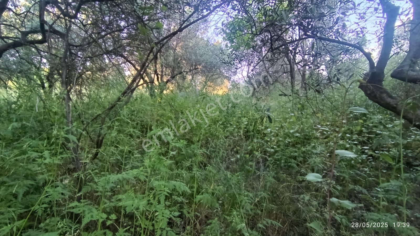 Balıkesir Erdek Hamamlı Mah. 3.649 M2 Satılık Zeytinlik Deniz Manzaralı Yatırımlık - Görsel 19