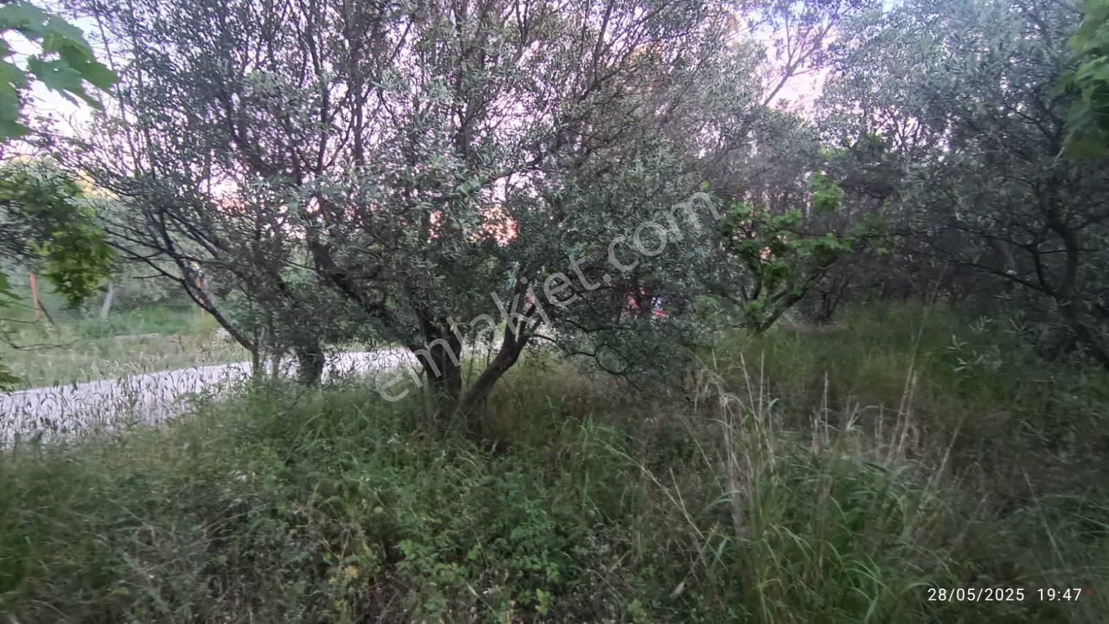 Balıkesir Erdek Hamamlı Mah. 3.649 M2 Satılık Zeytinlik Deniz Manzaralı Yatırımlık - Görsel 35