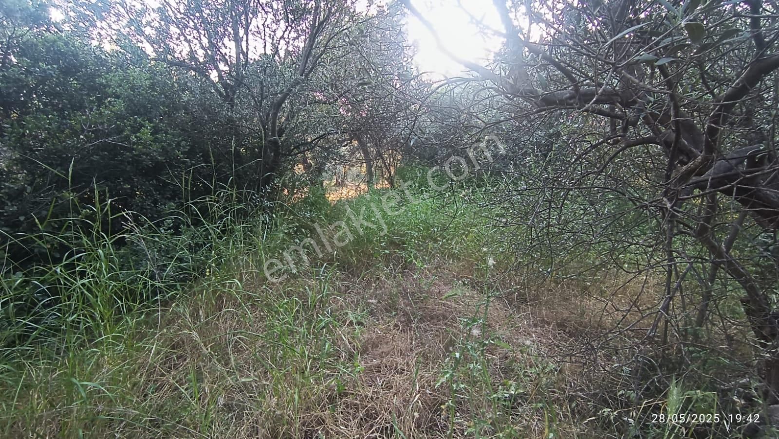 Balıkesir Erdek Hamamlı Mah. 3.649 M2 Satılık Zeytinlik Deniz Manzaralı Yatırımlık - Görsel 26