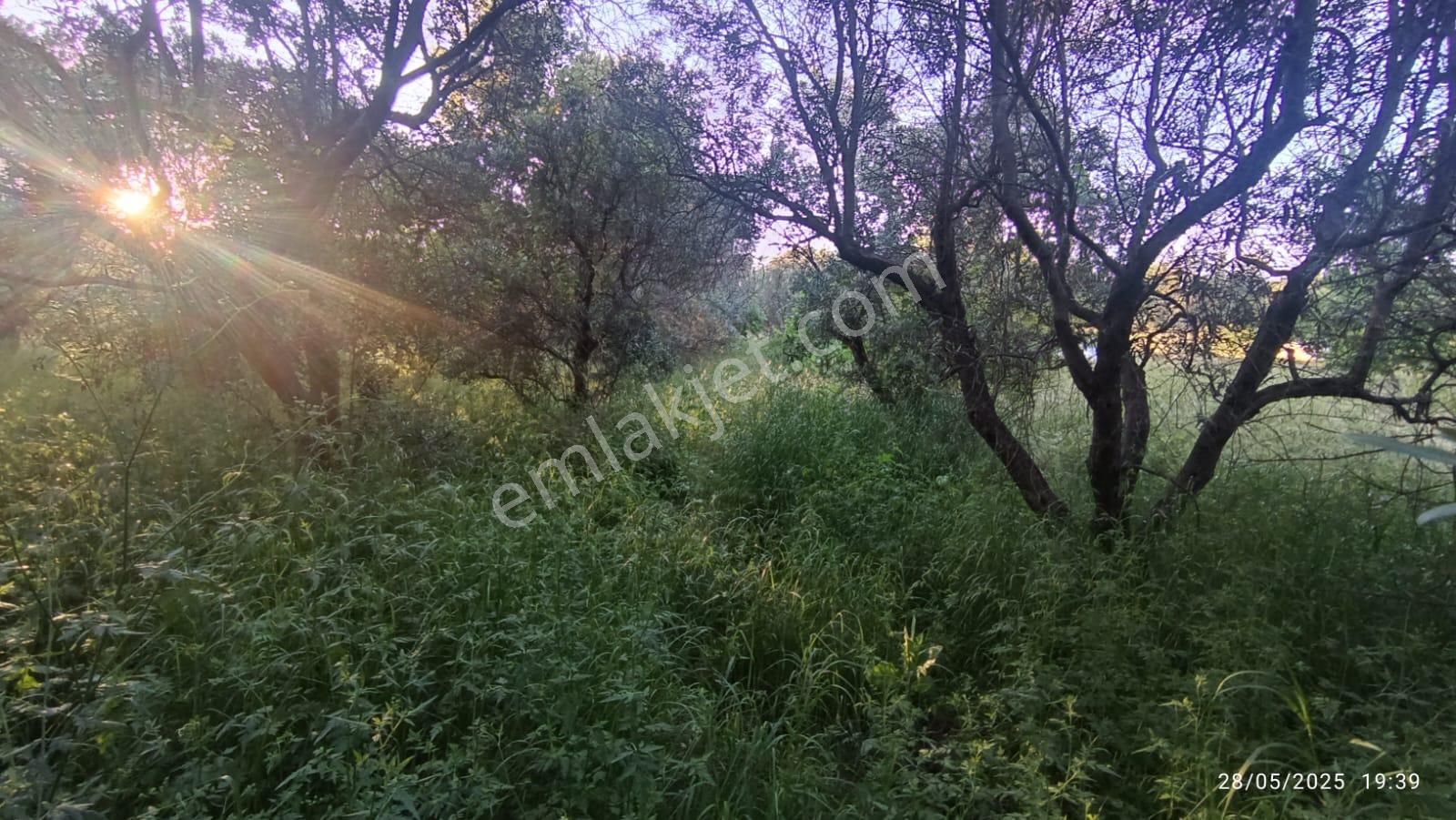 Balıkesir Erdek Hamamlı Mah. 3.649 M2 Satılık Zeytinlik Deniz Manzaralı Yatırımlık - Görsel 18