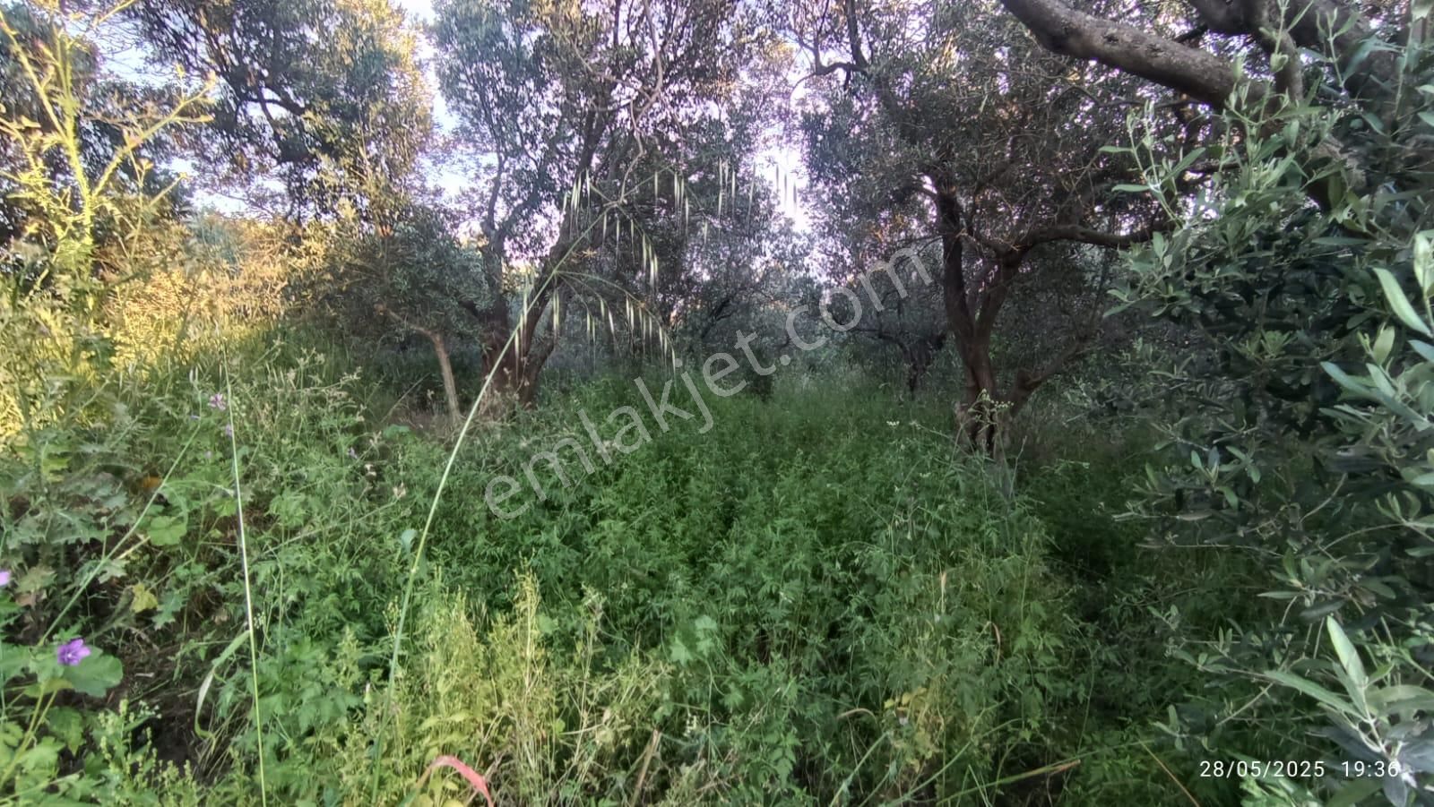 Balıkesir Erdek Hamamlı Mah. 3.649 M2 Satılık Zeytinlik Deniz Manzaralı Yatırımlık - Görsel 9