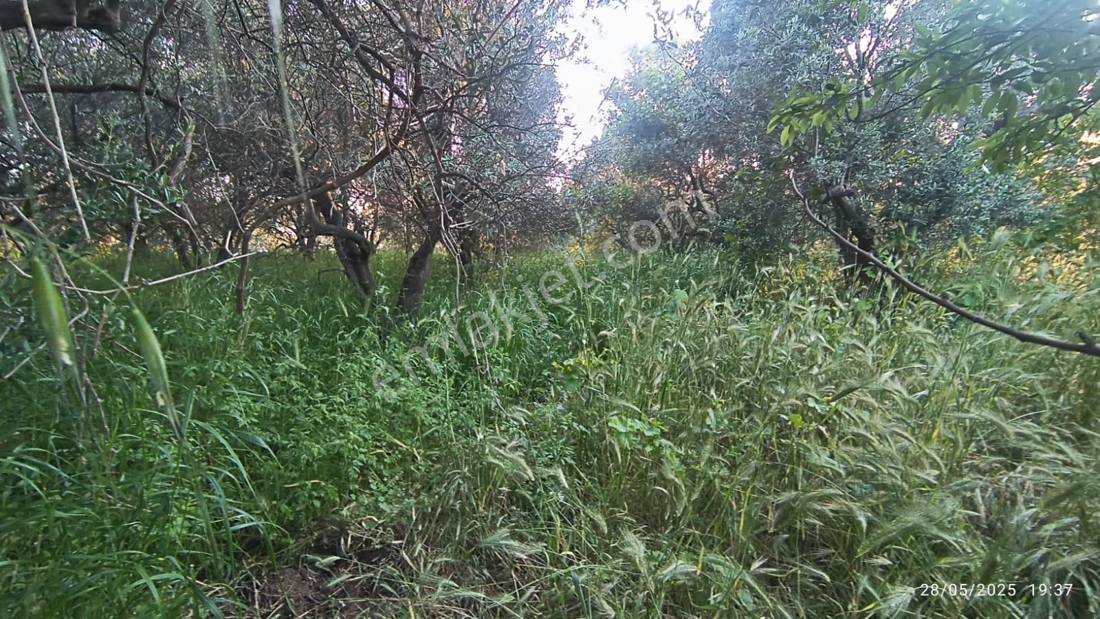 Balıkesir Erdek Hamamlı Mah. 3.649 M2 Satılık Zeytinlik Deniz Manzaralı Yatırımlık - Görsel 11