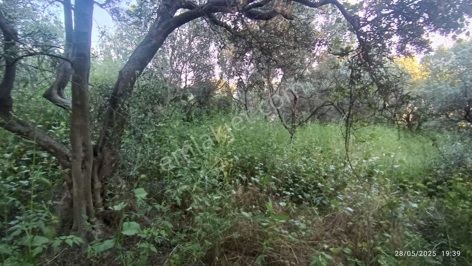 Balıkesir Erdek Hamamlı Mah. 3.649 M2 Satılık Zeytinlik Deniz Manzaralı Yatırımlık - Görsel 20