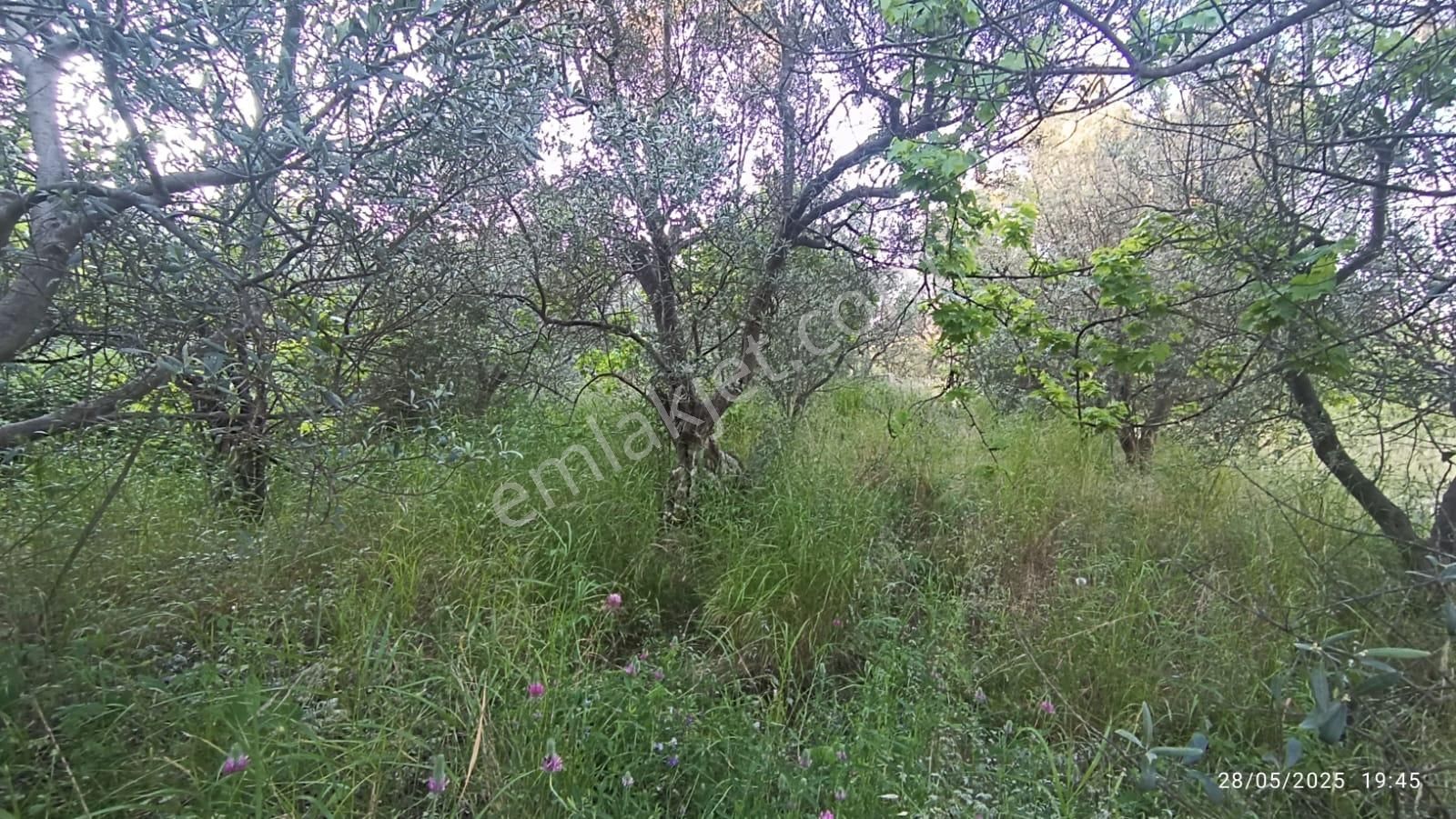 Balıkesir Erdek Hamamlı Mah. 3.649 M2 Satılık Zeytinlik Deniz Manzaralı Yatırımlık - Görsel 32