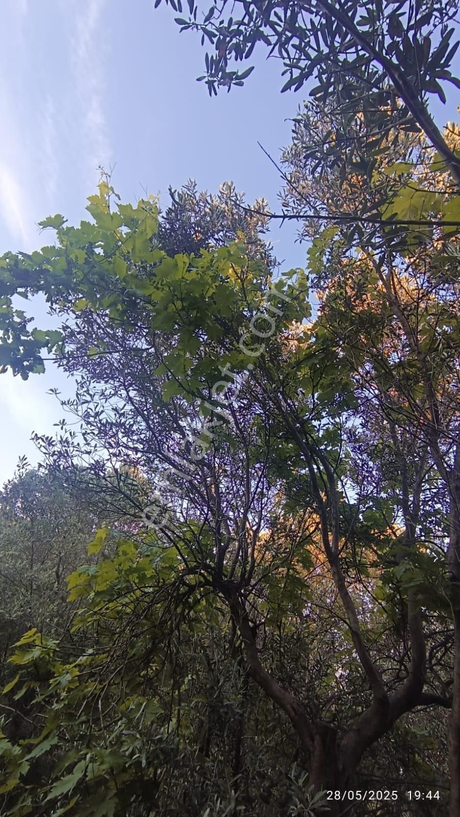 Balıkesir Erdek Hamamlı Mah. 3.649 M2 Satılık Zeytinlik Deniz Manzaralı Yatırımlık - Görsel 29