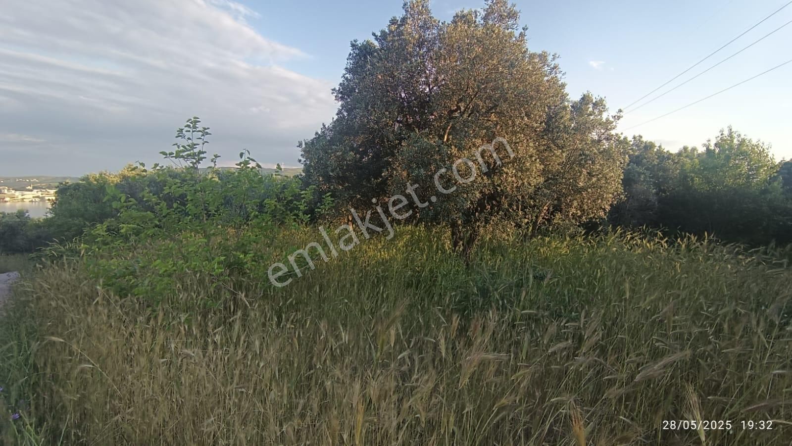 Balıkesir Erdek Hamamlı Mah. 3.649 M2 Satılık Zeytinlik Deniz Manzaralı Yatırımlık - Görsel 2