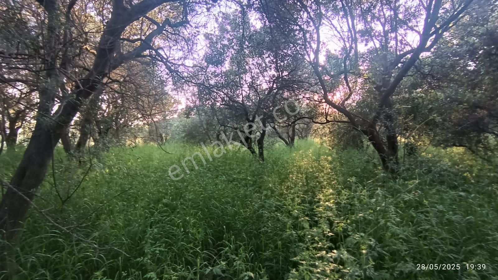 Balıkesir Erdek Hamamlı Mah. 3.649 M2 Satılık Zeytinlik Deniz Manzaralı Yatırımlık - Görsel 17