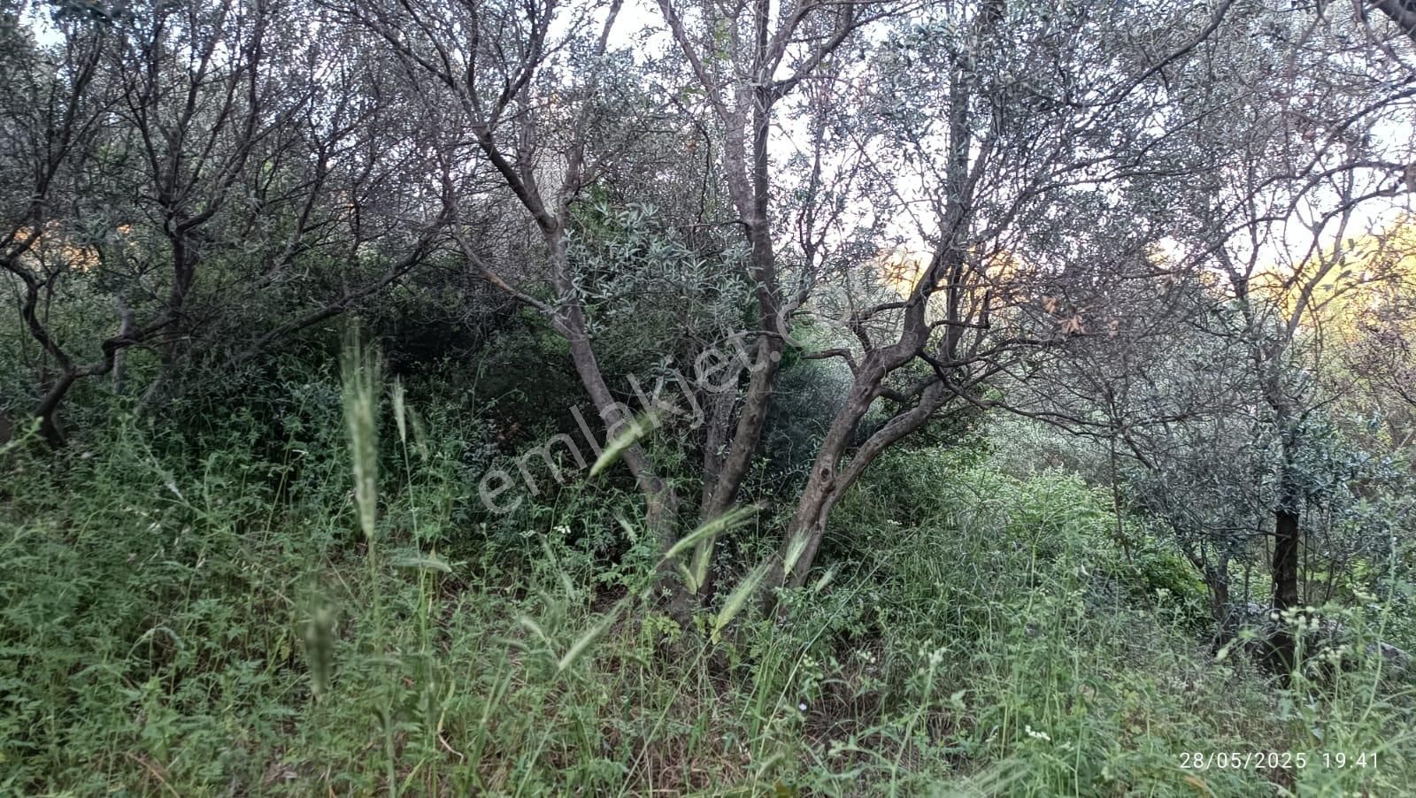 Balıkesir Erdek Hamamlı Mah. 3.649 M2 Satılık Zeytinlik Deniz Manzaralı Yatırımlık - Görsel 24