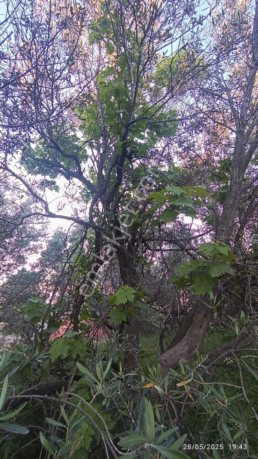 Balıkesir Erdek Hamamlı Mah. 3.649 M2 Satılık Zeytinlik Deniz Manzaralı Yatırımlık - Görsel 28