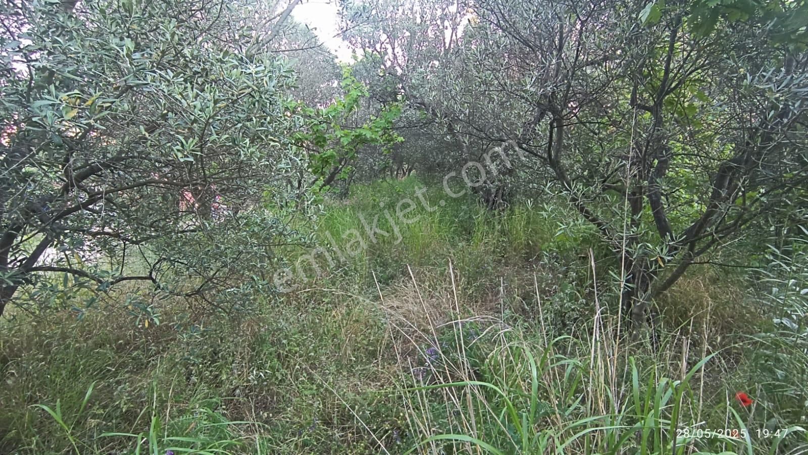 Balıkesir Erdek Hamamlı Mah. 3.649 M2 Satılık Zeytinlik Deniz Manzaralı Yatırımlık - Görsel 34
