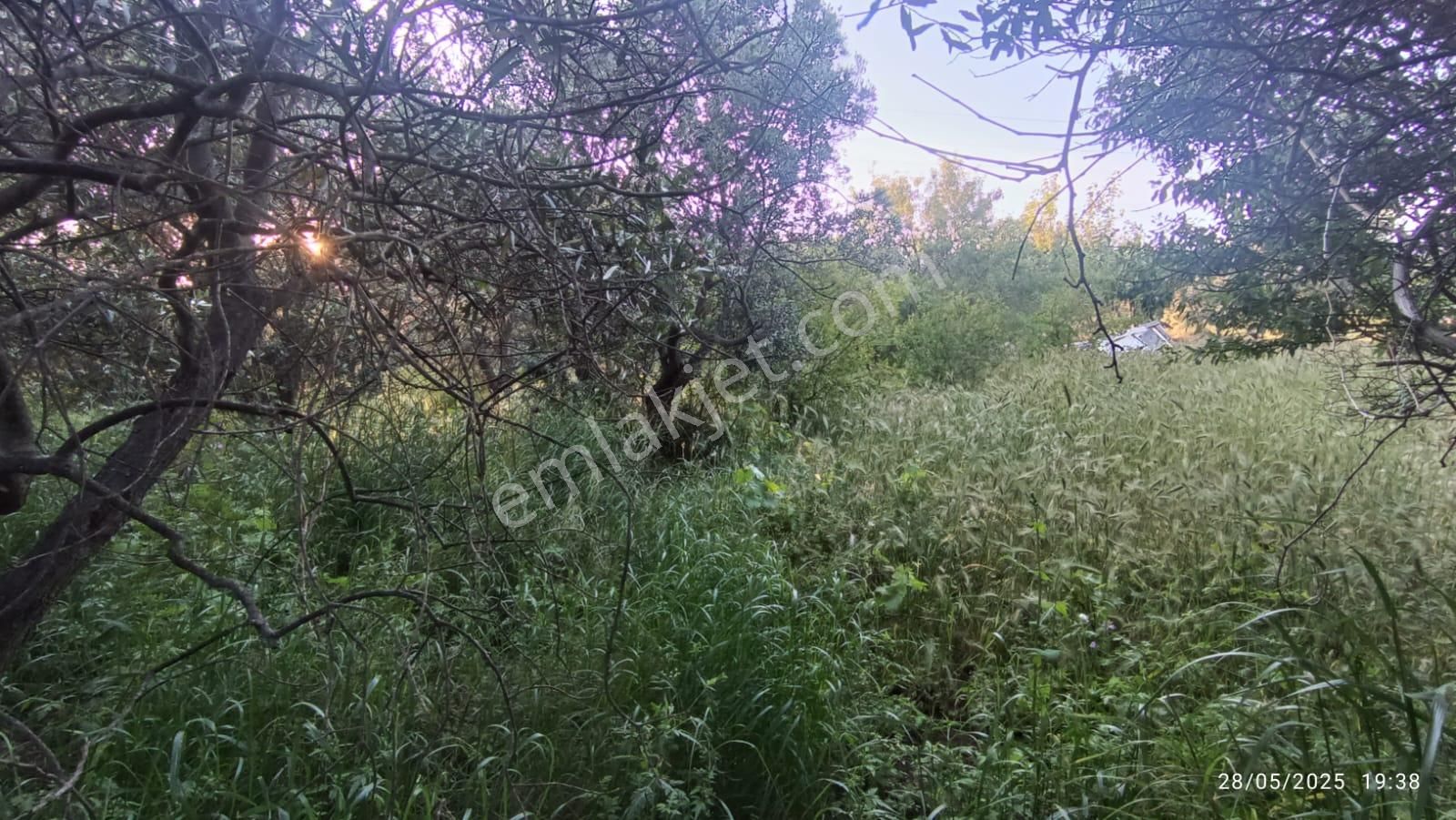 Balıkesir Erdek Hamamlı Mah. 3.649 M2 Satılık Zeytinlik Deniz Manzaralı Yatırımlık - Görsel 16