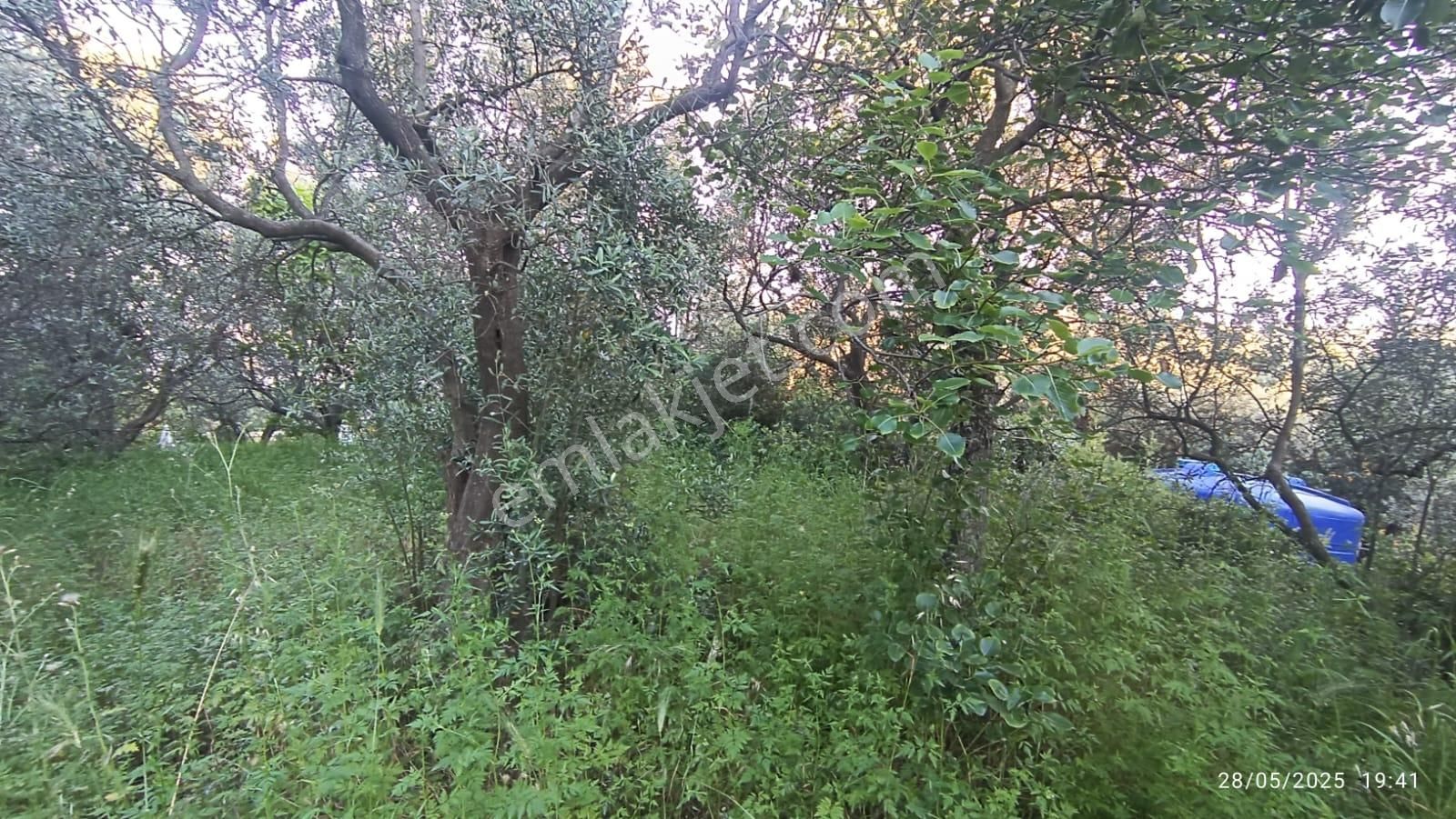 Balıkesir Erdek Hamamlı Mah. 3.649 M2 Satılık Zeytinlik Deniz Manzaralı Yatırımlık - Görsel 25