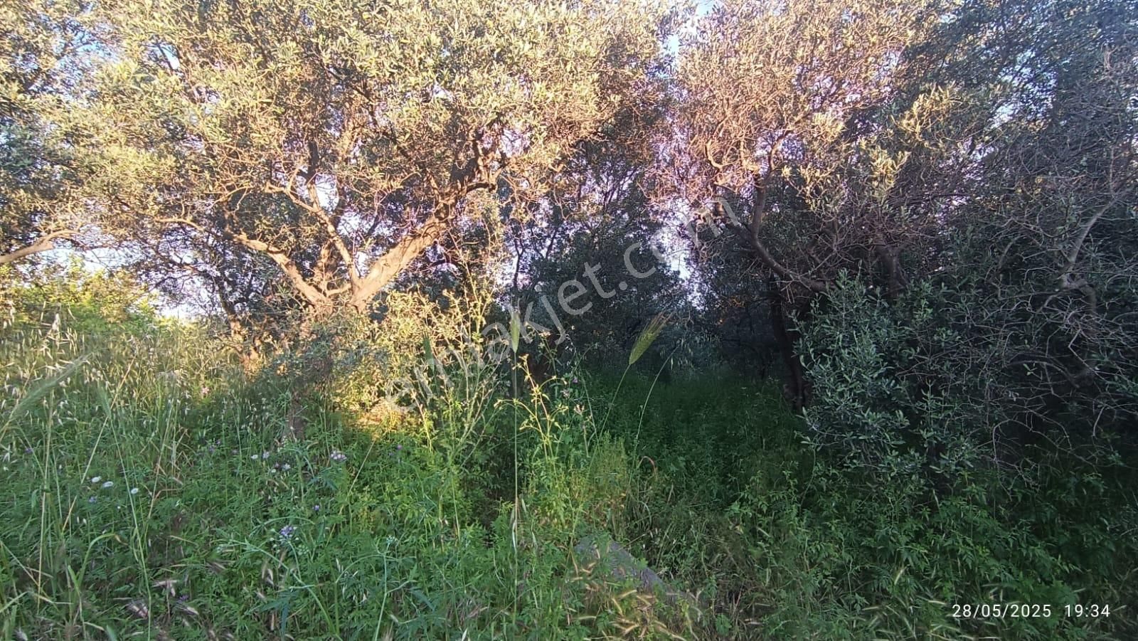 Balıkesir Erdek Hamamlı Mah. 3.649 M2 Satılık Zeytinlik Deniz Manzaralı Yatırımlık - Görsel 7