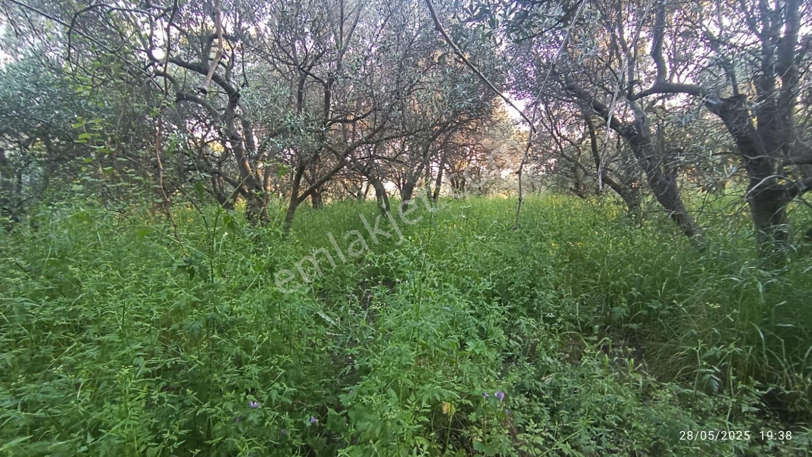 Balıkesir Erdek Hamamlı Mah. 3.649 M2 Satılık Zeytinlik Deniz Manzaralı Yatırımlık - Görsel 13
