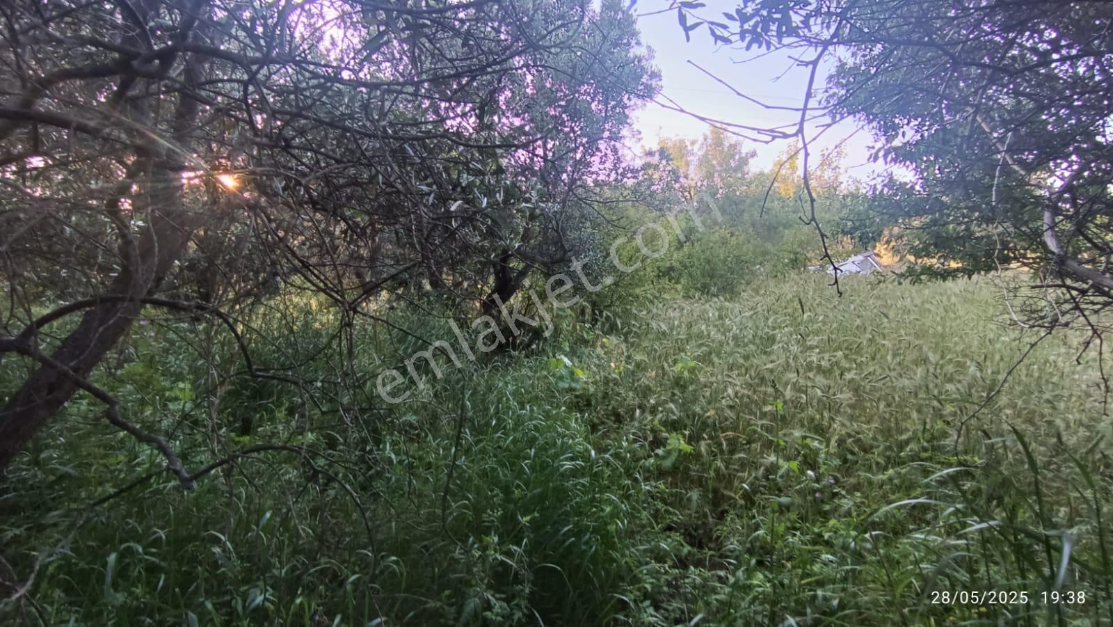 Balıkesir Erdek Hamamlı Mah. 3.649 M2 Satılık Zeytinlik Deniz Manzaralı Yatırımlık - Görsel 15