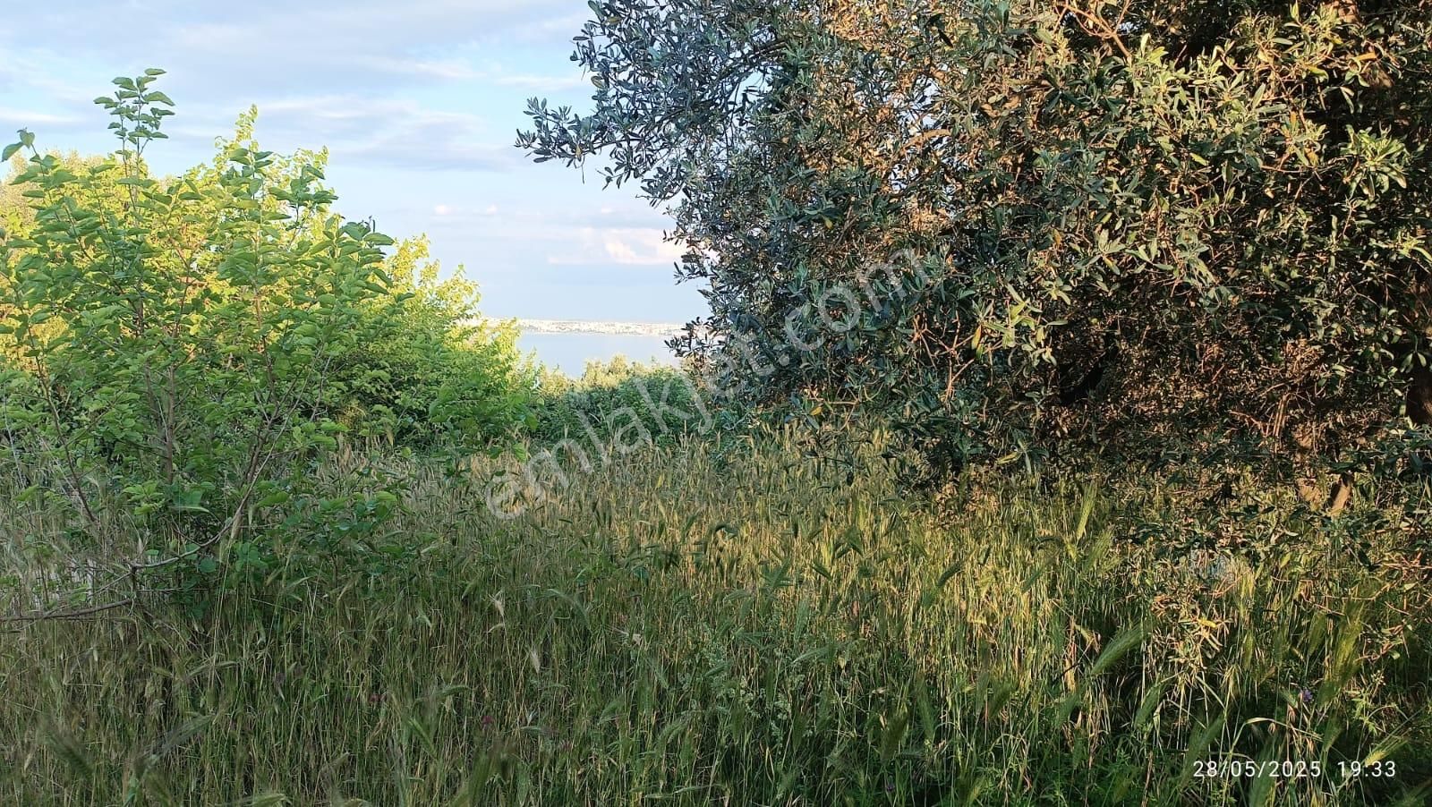 Balıkesir Erdek Hamamlı Mah. 3.649 M2 Satılık Zeytinlik Deniz Manzaralı Yatırımlık - Görsel 6