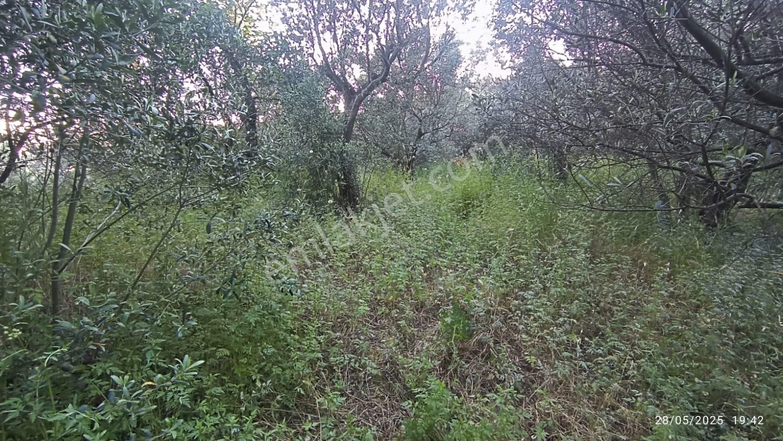 Balıkesir Erdek Hamamlı Mah. 3.649 M2 Satılık Zeytinlik Deniz Manzaralı Yatırımlık - Görsel 27