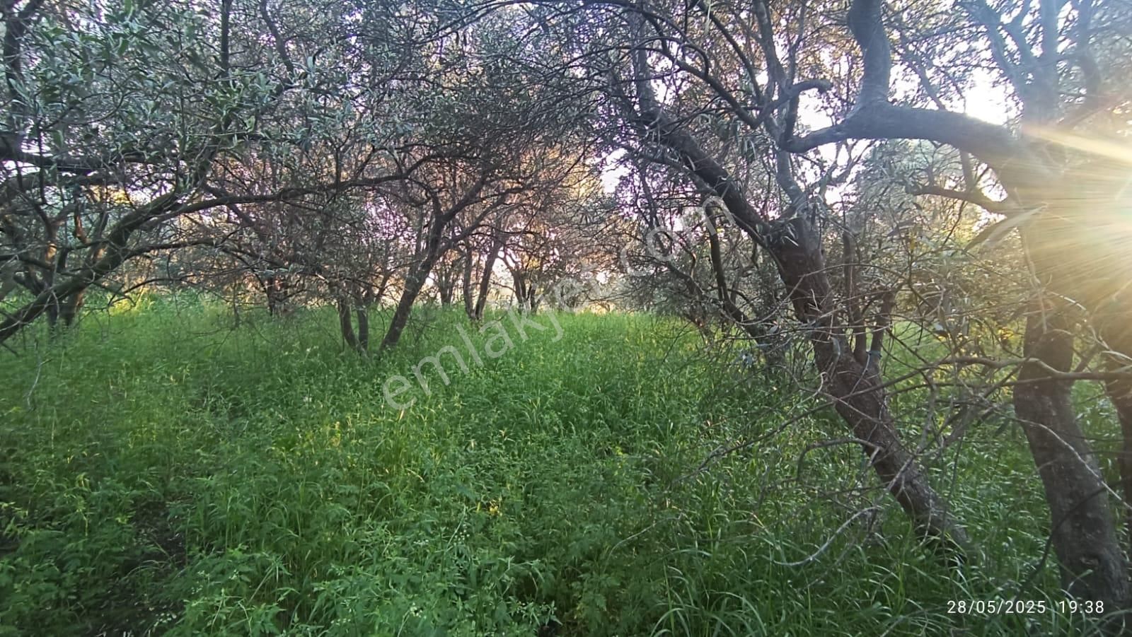 Balıkesir Erdek Hamamlı Mah. 3.649 M2 Satılık Zeytinlik Deniz Manzaralı Yatırımlık - Görsel 14