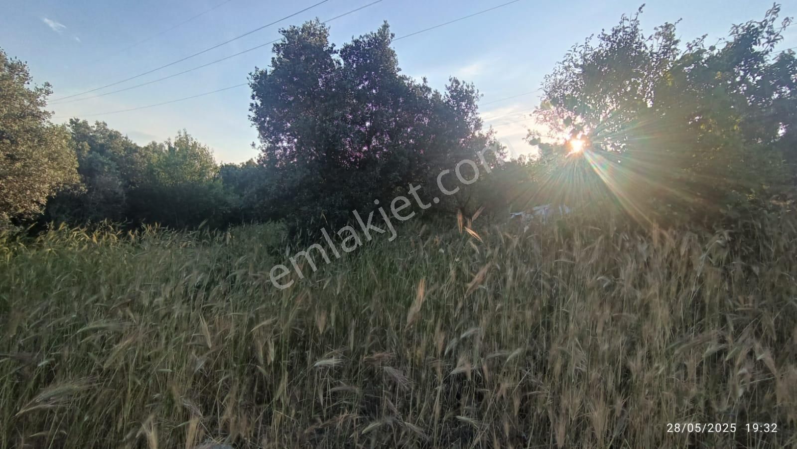 Balıkesir Erdek Hamamlı Mah. 3.649 M2 Satılık Zeytinlik Deniz Manzaralı Yatırımlık - Görsel 3