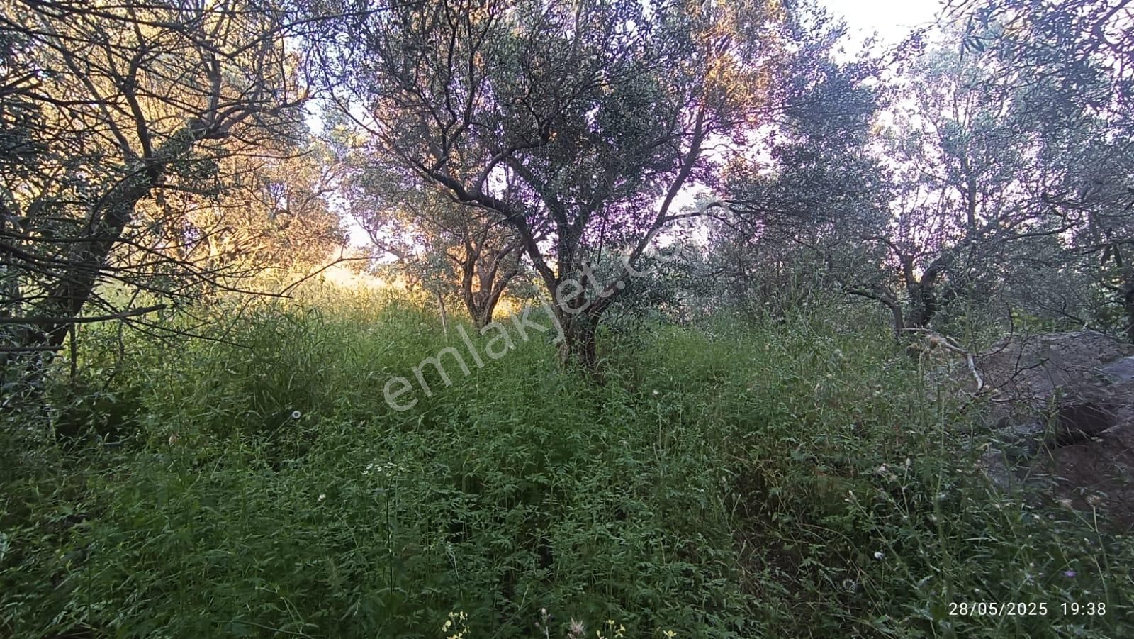 Balıkesir Erdek Hamamlı Mah. 3.649 M2 Satılık Zeytinlik Deniz Manzaralı Yatırımlık - Görsel 12