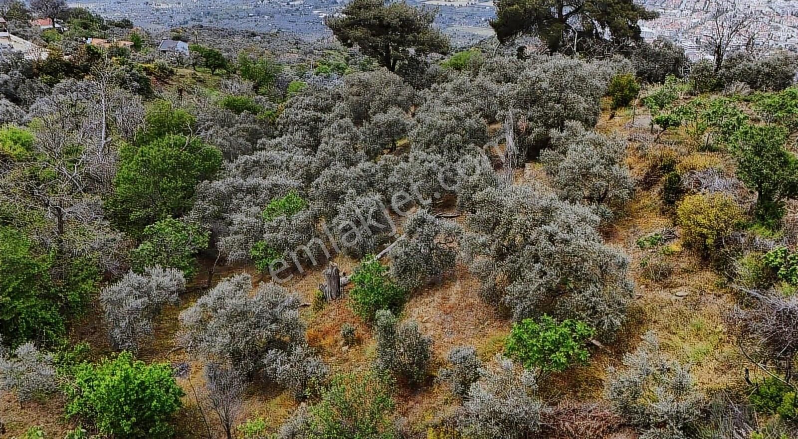 Pek Emlaktan Kaplan Da Köye Çok Yakın Satılık Zeytin Lik - Görsel 8