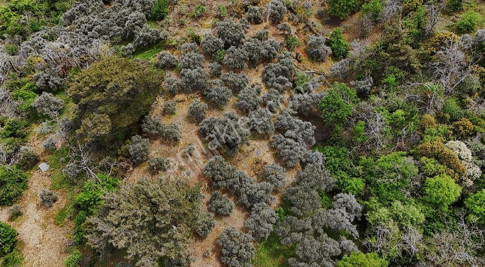 Pek Emlaktan Kaplan Da Köye Çok Yakın Satılık Zeytin Lik - Görsel 14