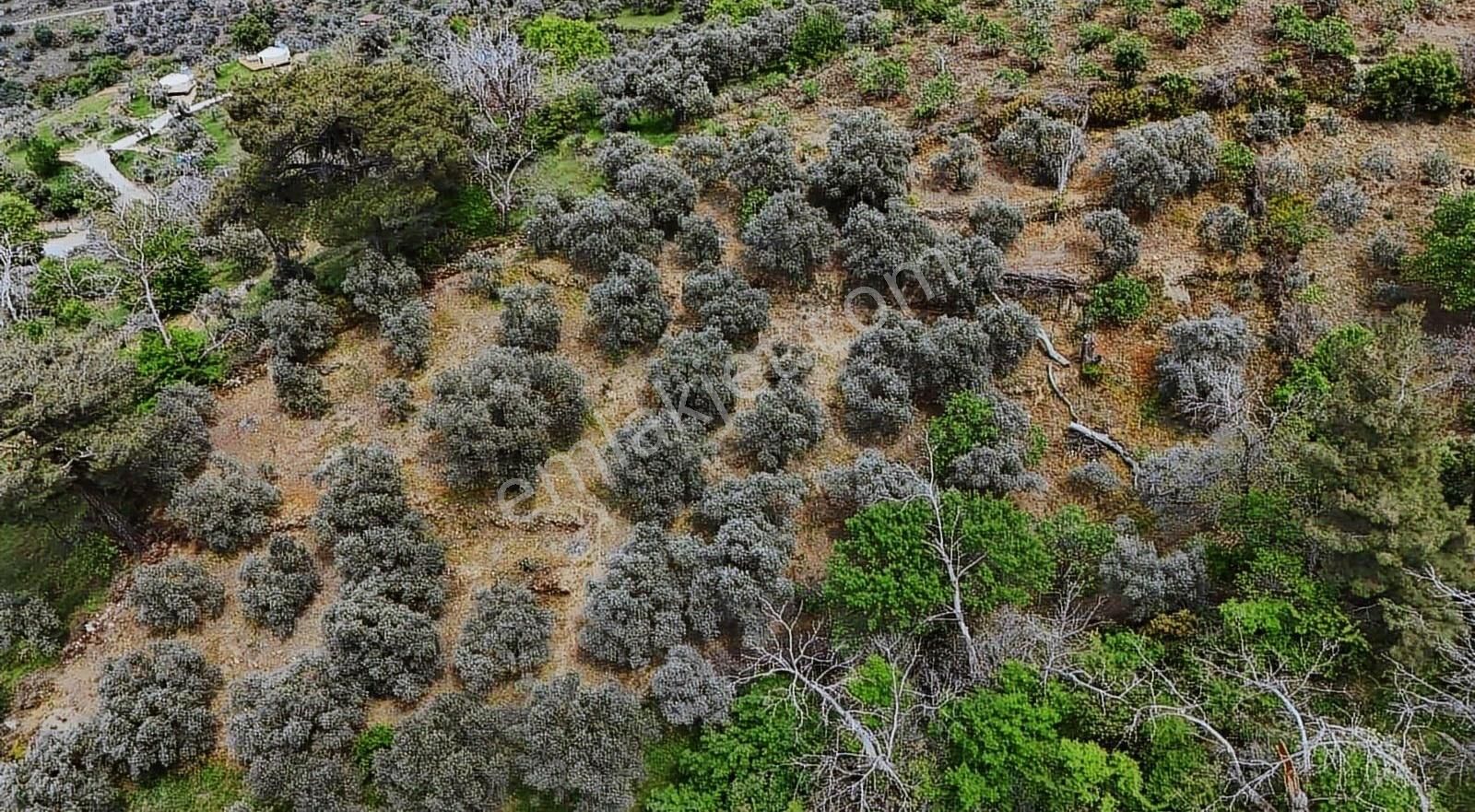 Pek Emlaktan Kaplan Da Köye Çok Yakın Satılık Zeytin Lik - Görsel 6