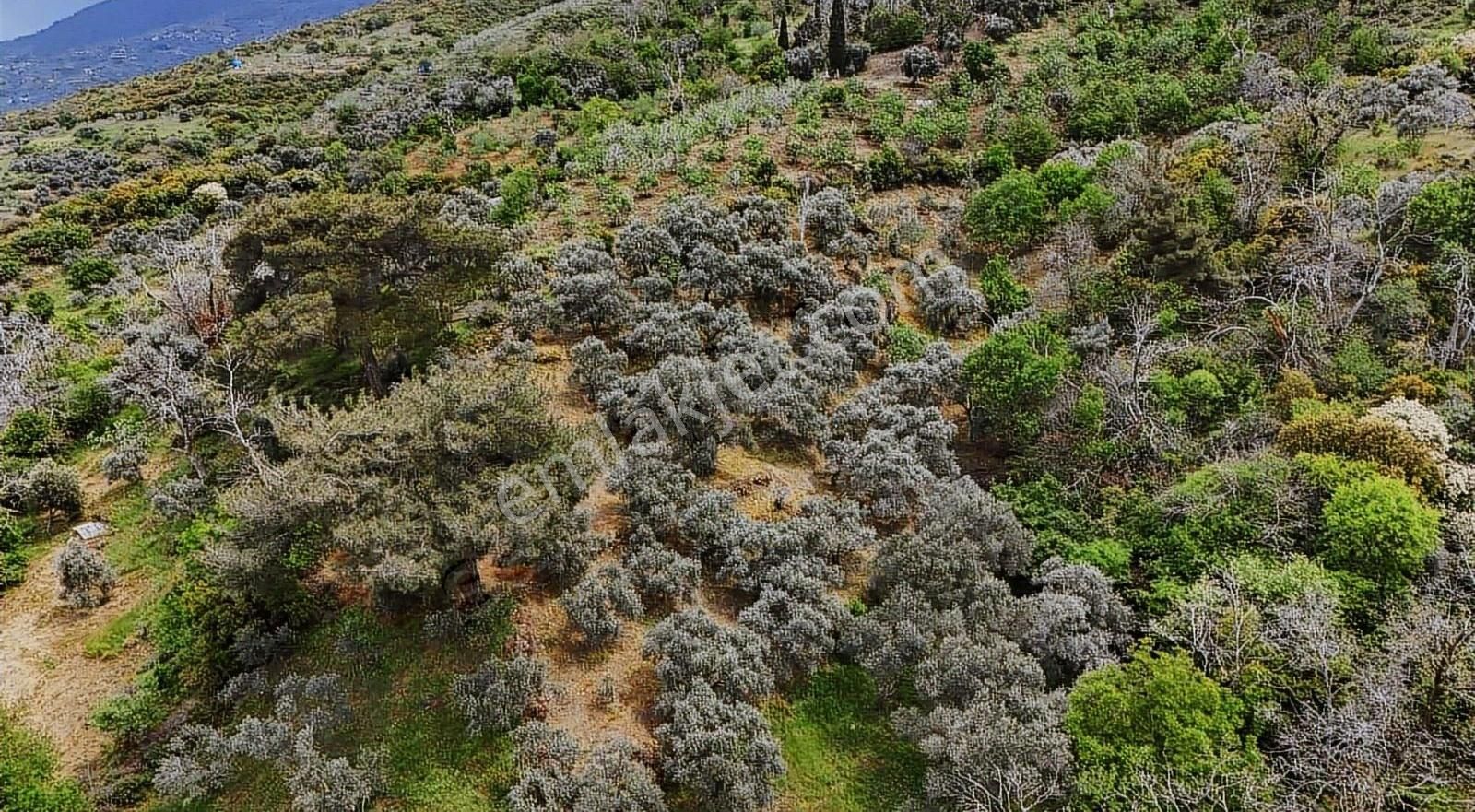 Pek Emlaktan Kaplan Da Köye Çok Yakın Satılık Zeytin Lik - Görsel 2