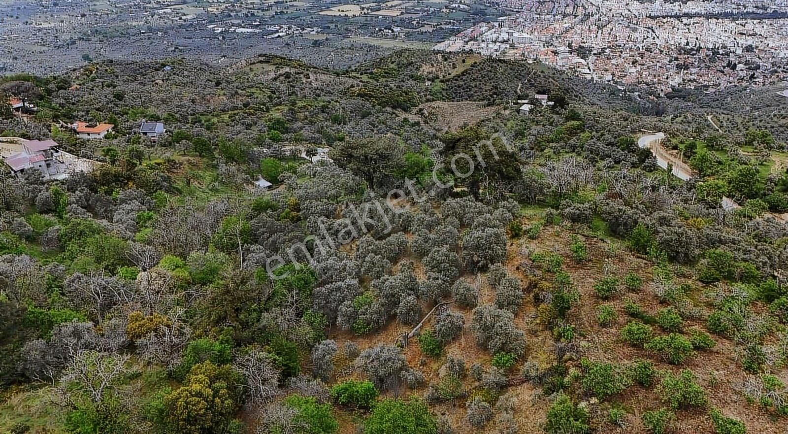 Pek Emlaktan Kaplan Da Köye Çok Yakın Satılık Zeytin Lik - Görsel 7