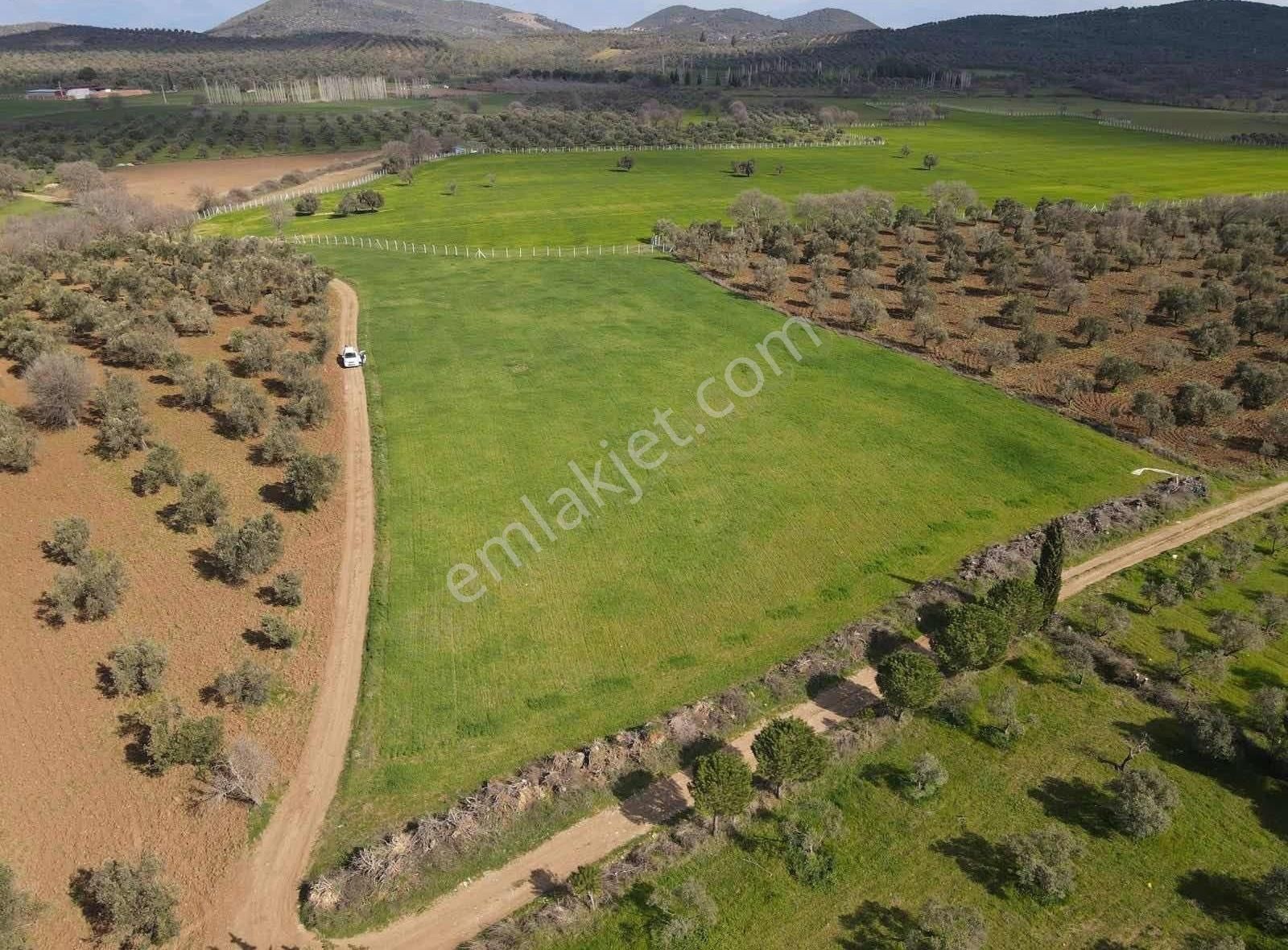Sarıbaş Emlak Tan Pelitköy De Resmi Yolu Olan 9.000m2 Tarla