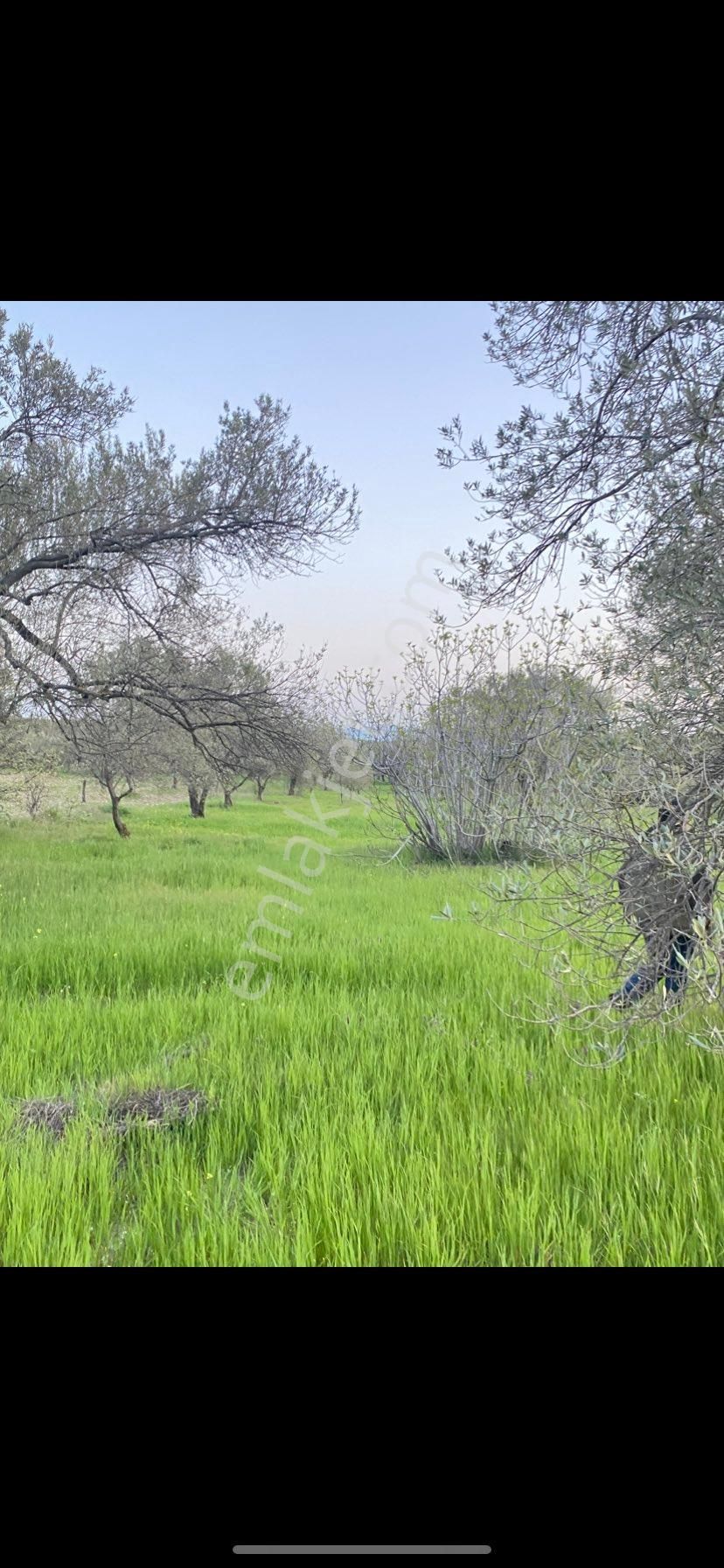 Bergama Örlemişte Yatırımlık Kaçmaz