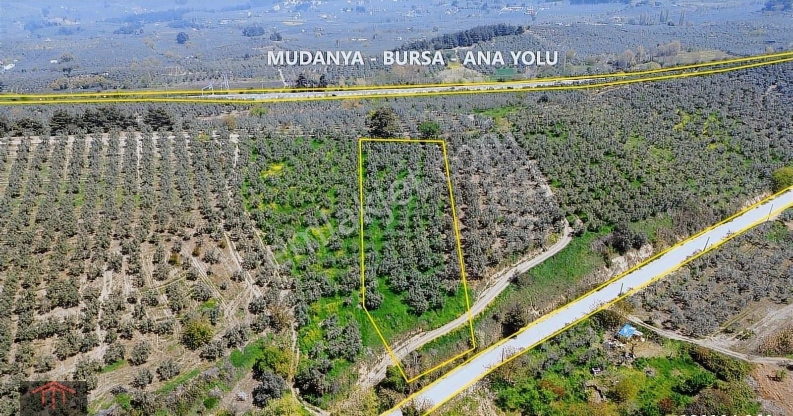Kurtuluş'tan Aydınpınar Mh'de Resmi Yola Cephe 4535m2 Zeytinlik