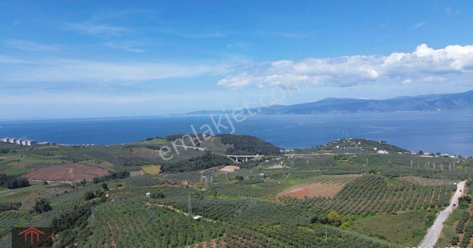 Kurtuluş'tan Altıntaş Mh'de Satılık 3.372,39 M2 Yatırımlık Zeyti