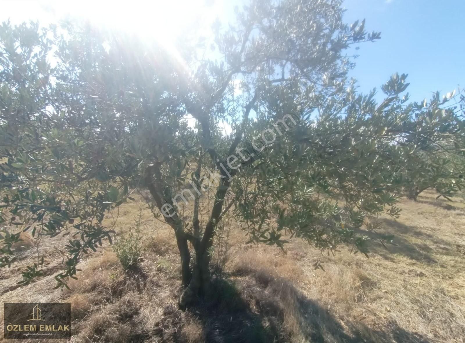 Bandırma Edincik Mahallesi 2492 M2 Yola Bir Parsel Fırsat Arazi - Görsel 8