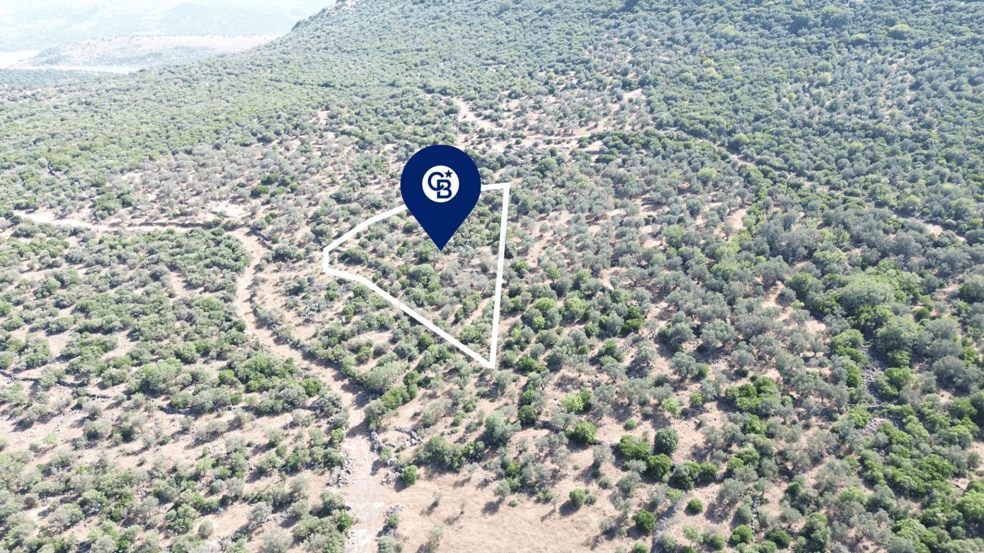 Aliağa Kalabak'ta (1462 M2) Satılık Zeytinlik