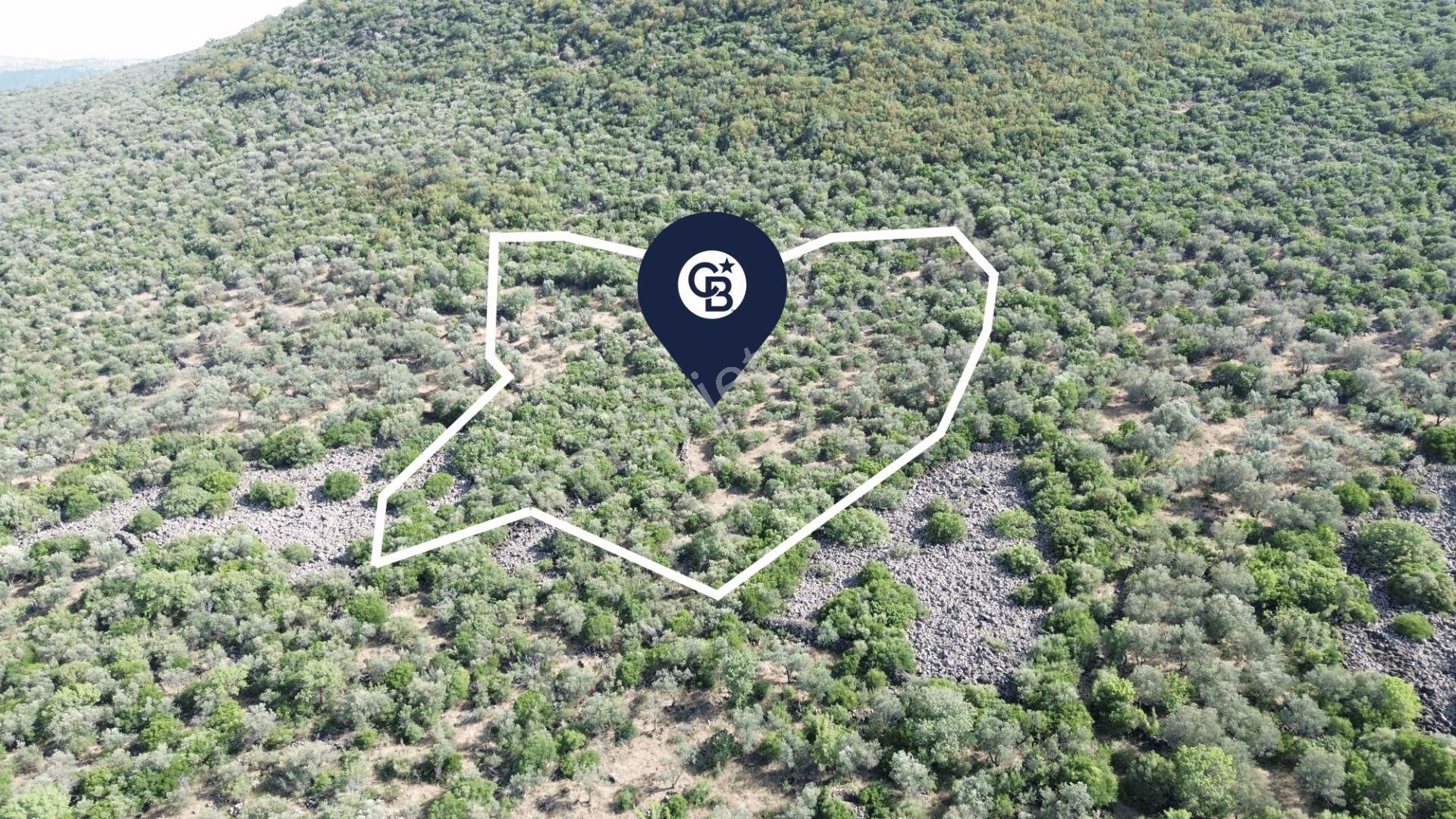 Aliağa Kalabak'ta (3690 M2) Satılık Zeytinli Tarla