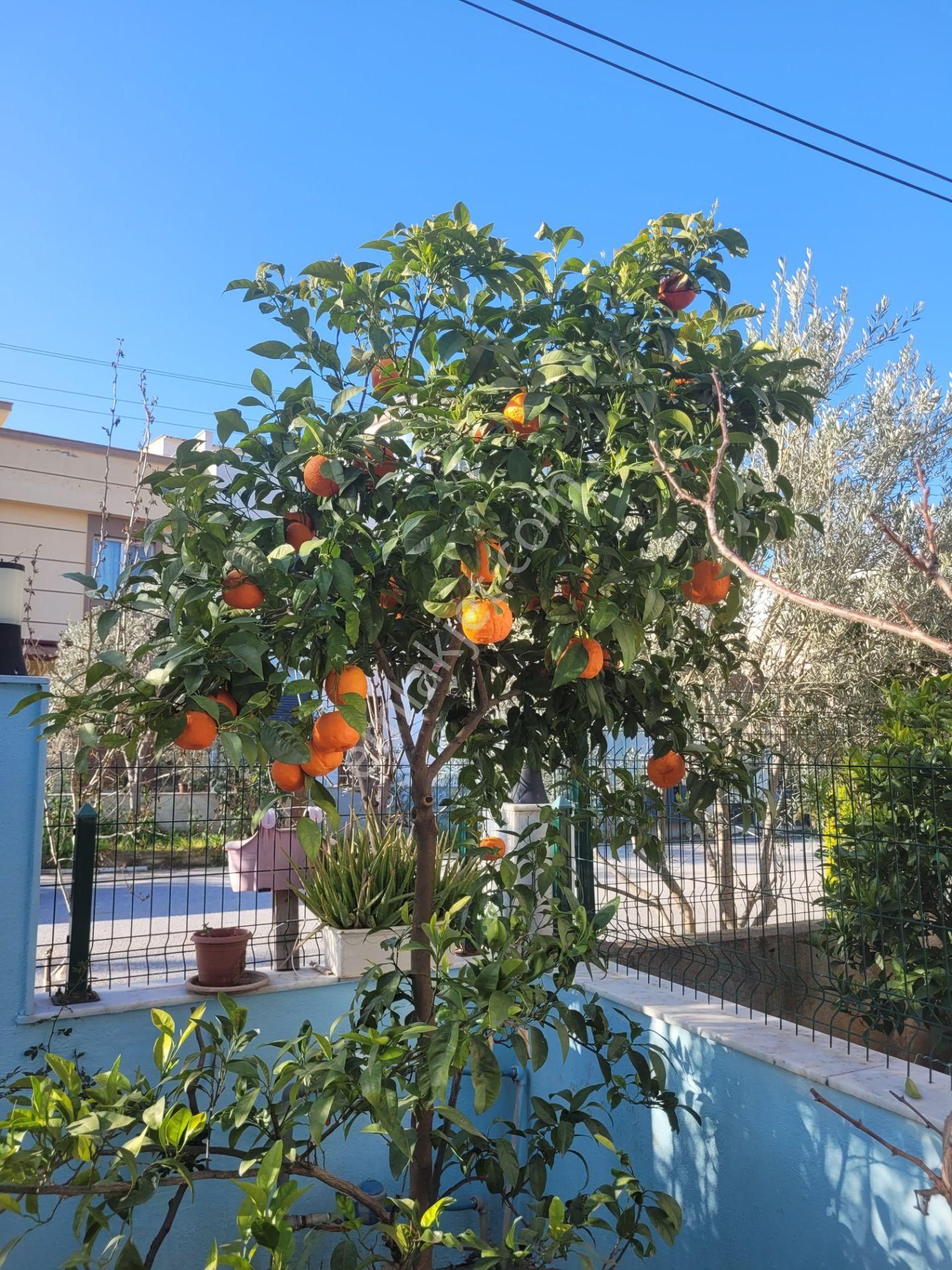 Doğanbey'de Denize 7 Dk Yürüyüş Mesafesinde 3+1 Bakımlı Villa - Görsel 5