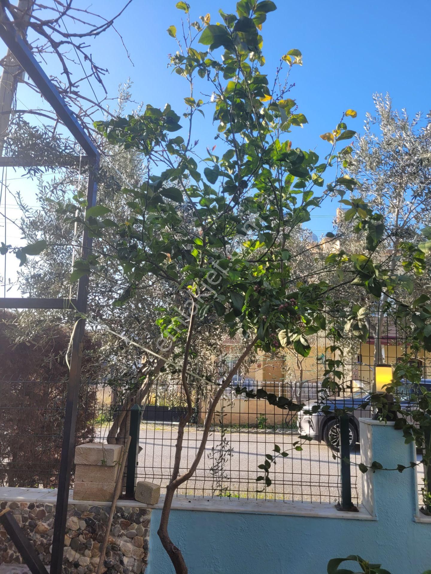 Doğanbey'de Denize 7 Dk Yürüyüş Mesafesinde 3+1 Bakımlı Villa - Görsel 4