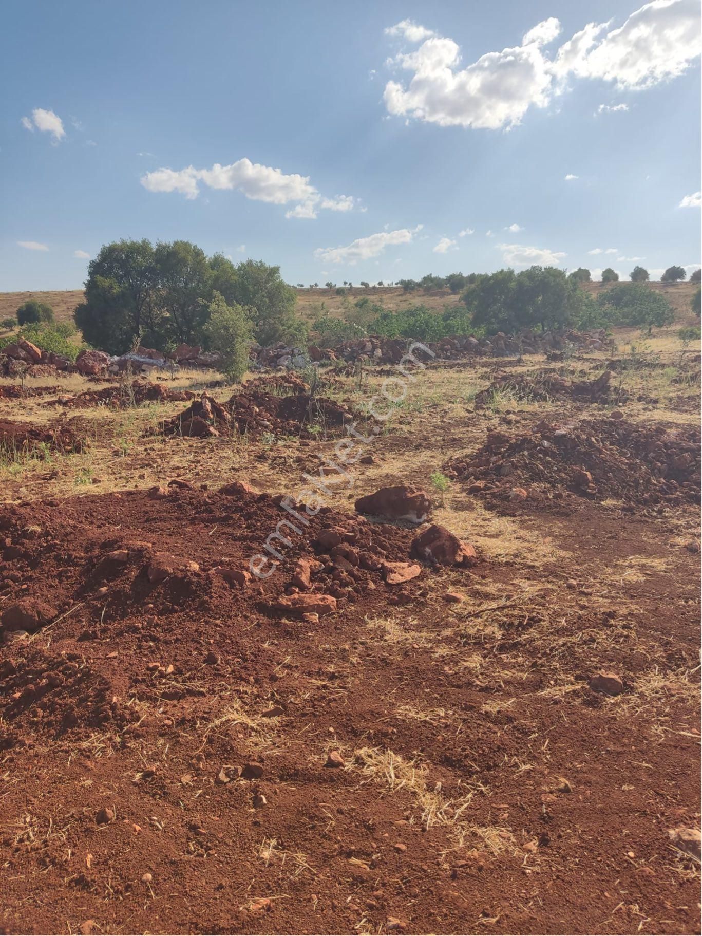 Aşağı Arılda Bağevlik Tarla