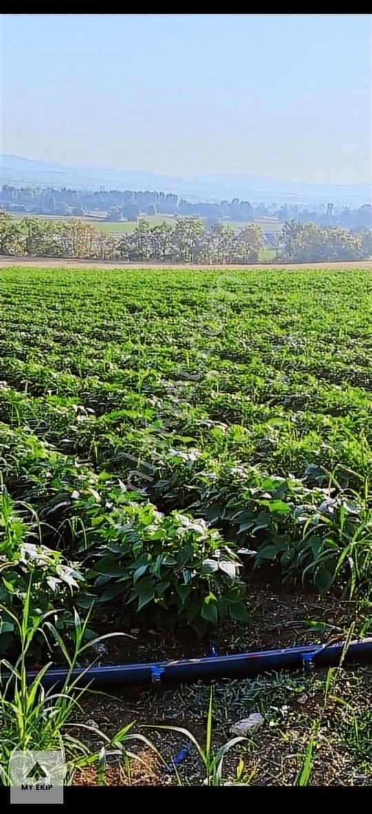 My Ekipdensanayinin Batıya Kaydığı Karacabey De Harika Arazi - Görsel 5