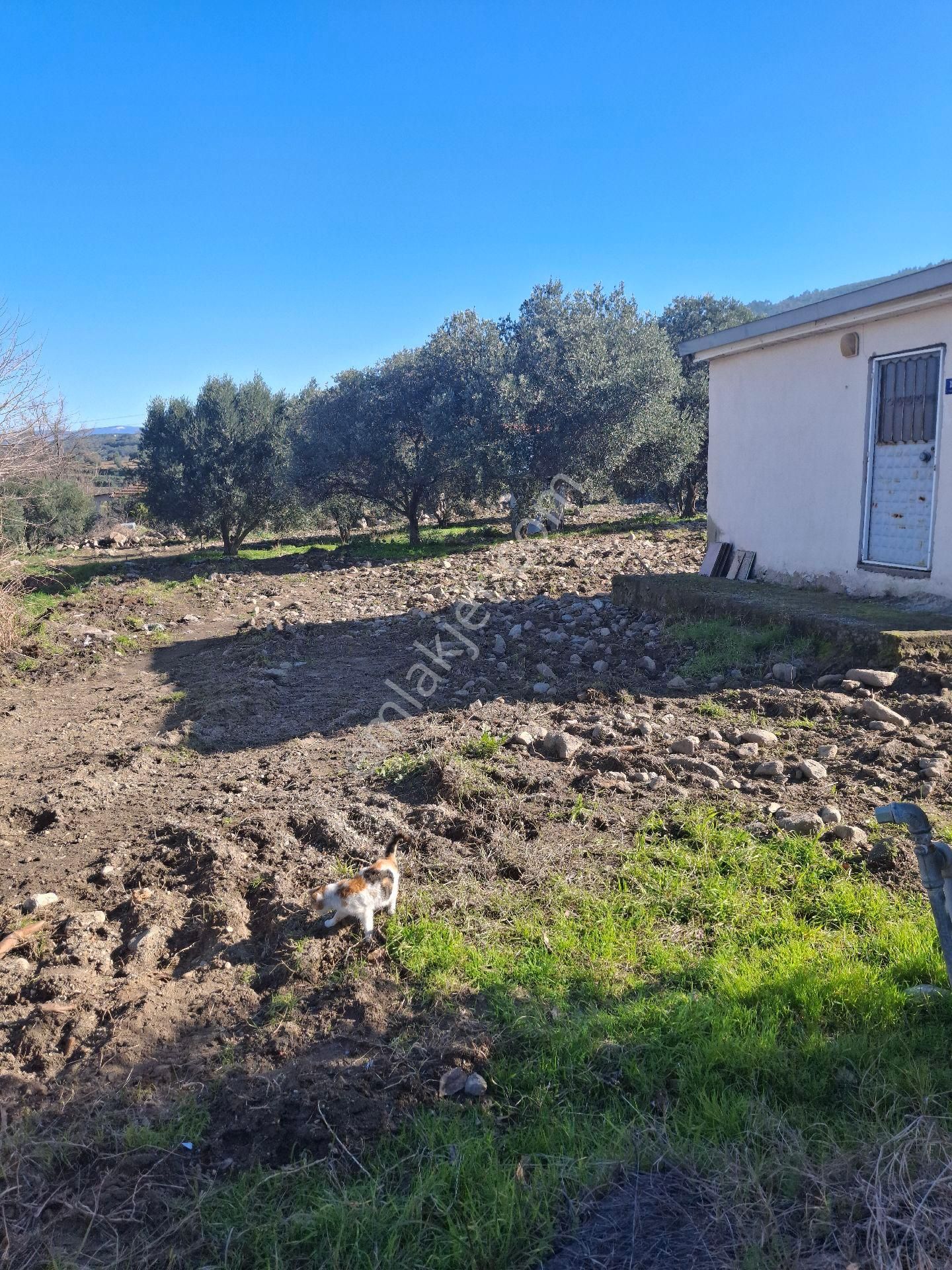 Konut İmarlı Zeytinlik Ve Evi Olan Arsa Karapınar Mahallesi