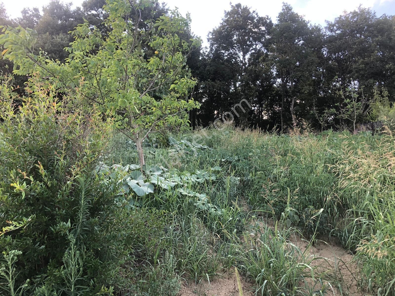 Gölmanzaralı Çağırgan