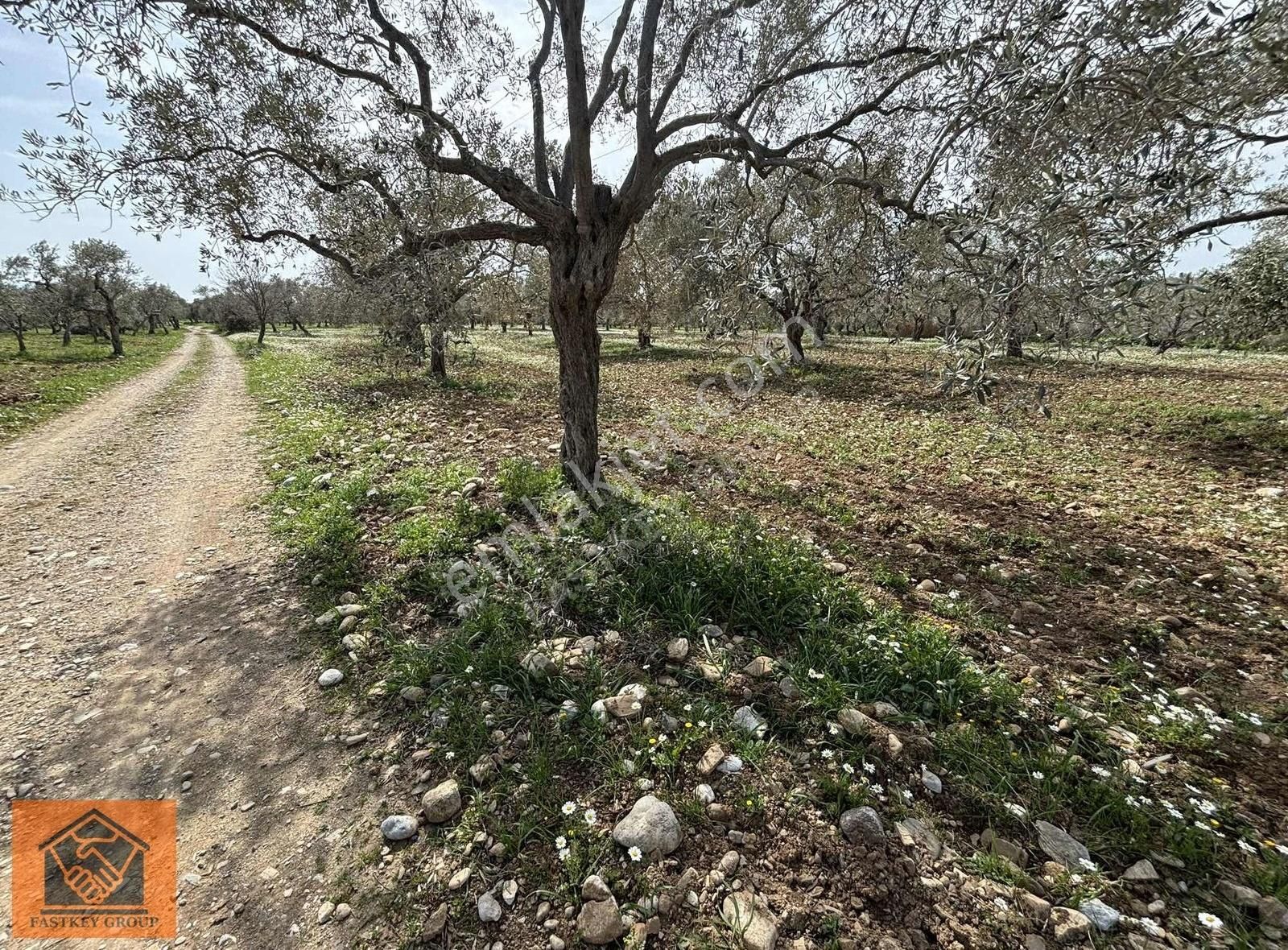 Ortaköy'de Philsa Caddesine 100 M Satılık 5540 M2 Zeytinlik