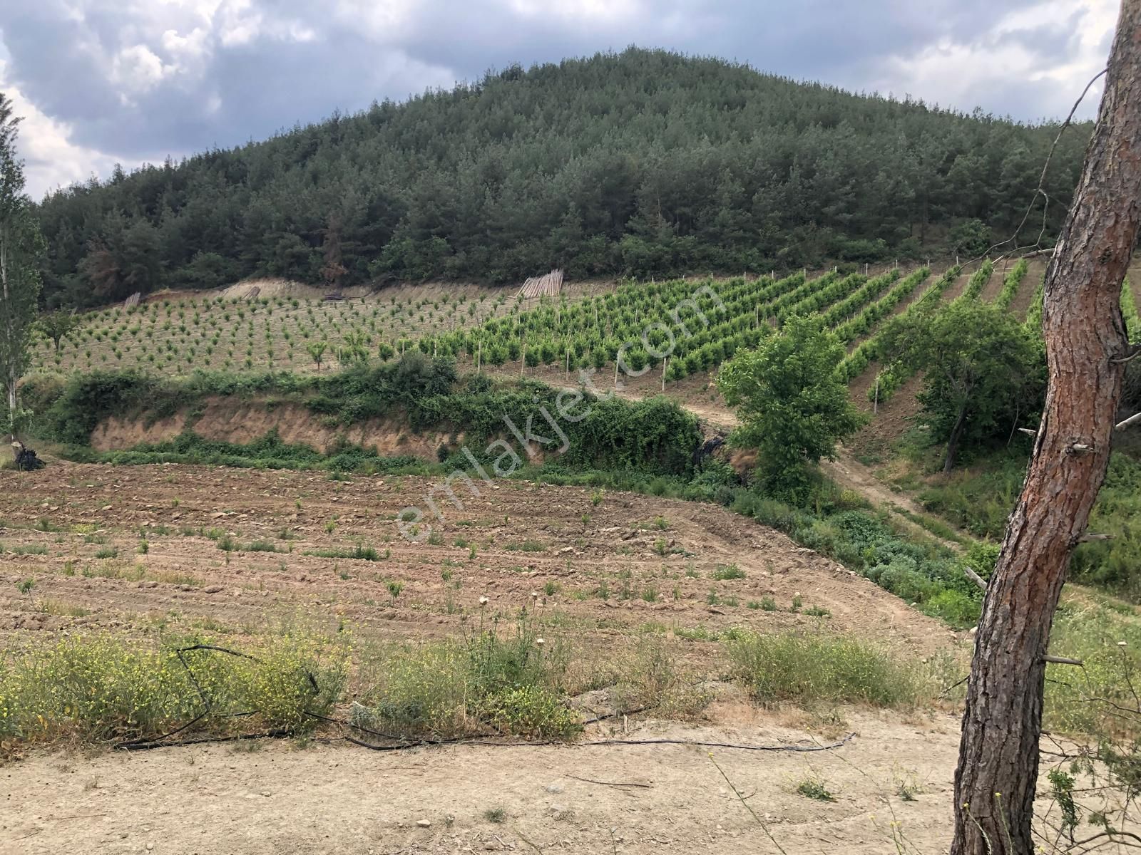 1.526 M2 Ericek Köyünde Yolu Olan Yatırımlık Arazi