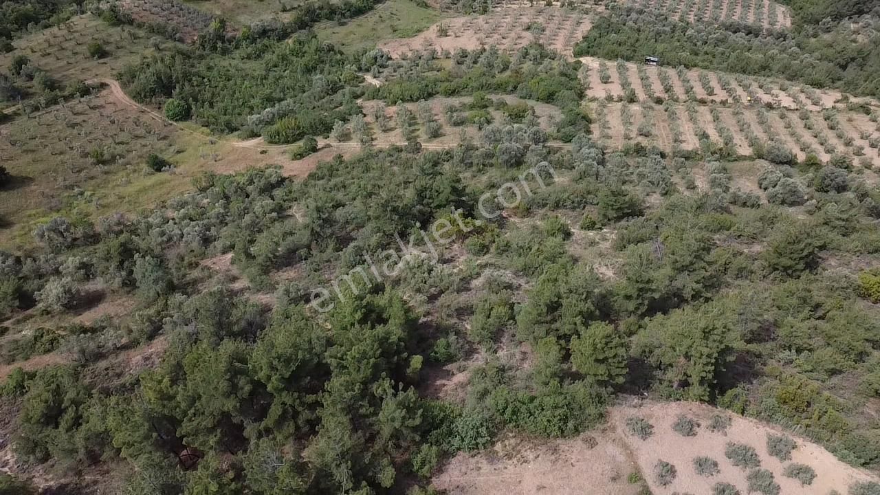 Balçıkhisar Köyünde 1.163 M2 Satılık Tarla