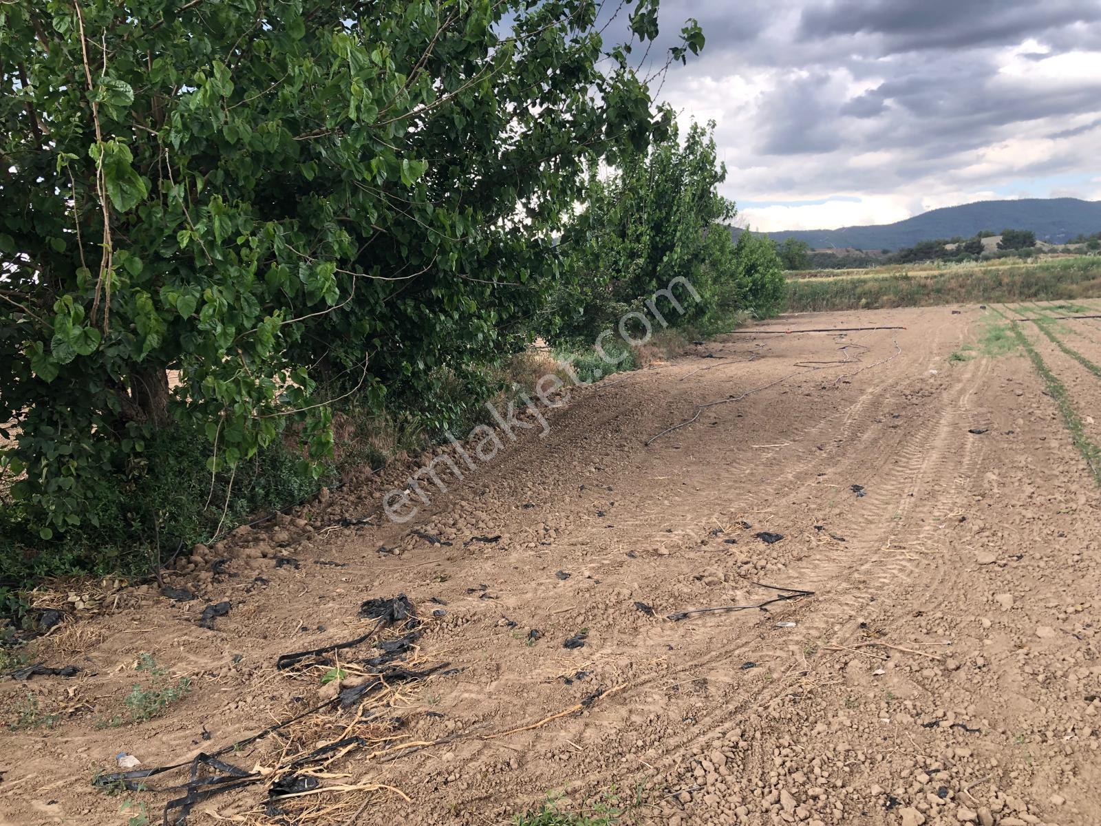 Büyükyenice Köyün'de Su Sıkıntısı Olmayan 600 M2 Satılık Tarla - Görsel 5