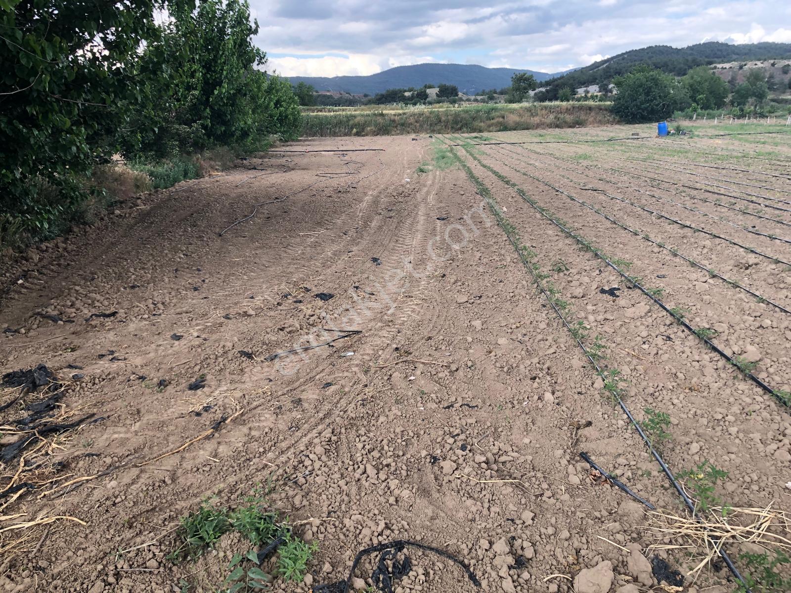 Büyükyenice Köyün'de Su Sıkıntısı Olmayan 600 M2 Satılık Tarla - Görsel 10